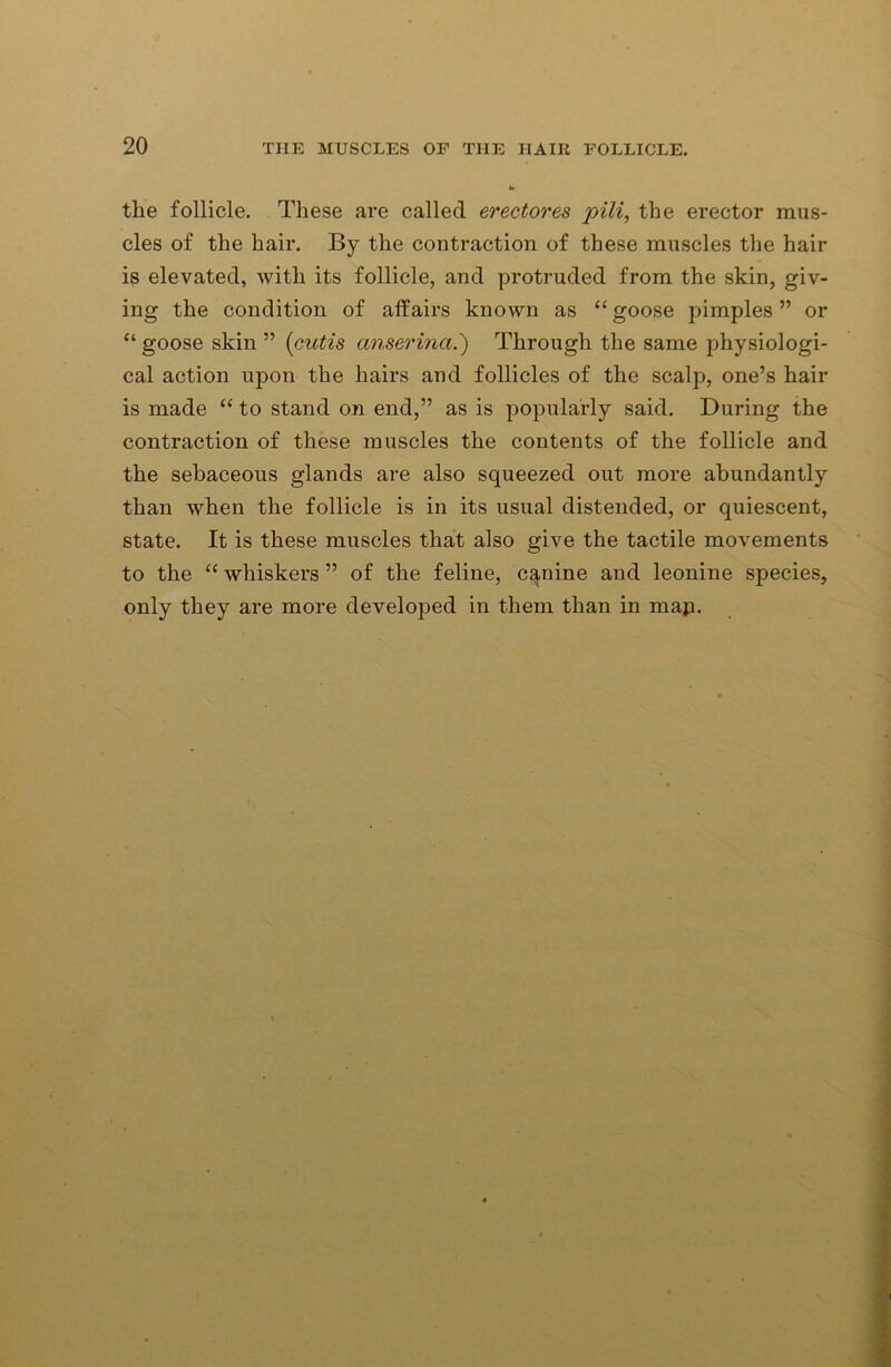 the follicle. These are called erectores pili, the erector mus- cles of the hair. By the contraction of these muscles the hair is elevated, with its follicle, and protruded from the skin, giv- ing the condition of affairs known as “goose pimples” or “ goose skin ” [cutis anserina.') Through the same physiologi- cal action upon the hairs and follicles of the scalp, one’s hair is made “ to stand on end,” as is popularly said. During the contraction of these muscles the contents of the follicle and the sebaceous glands are also squeezed out more abundantly than when the follicle is in its usual distended, or quiescent, state. It is these muscles that also give the tactile movements to the “ whiskers ” of the feline, canine and leonine species, only they are more developed in them than in map.