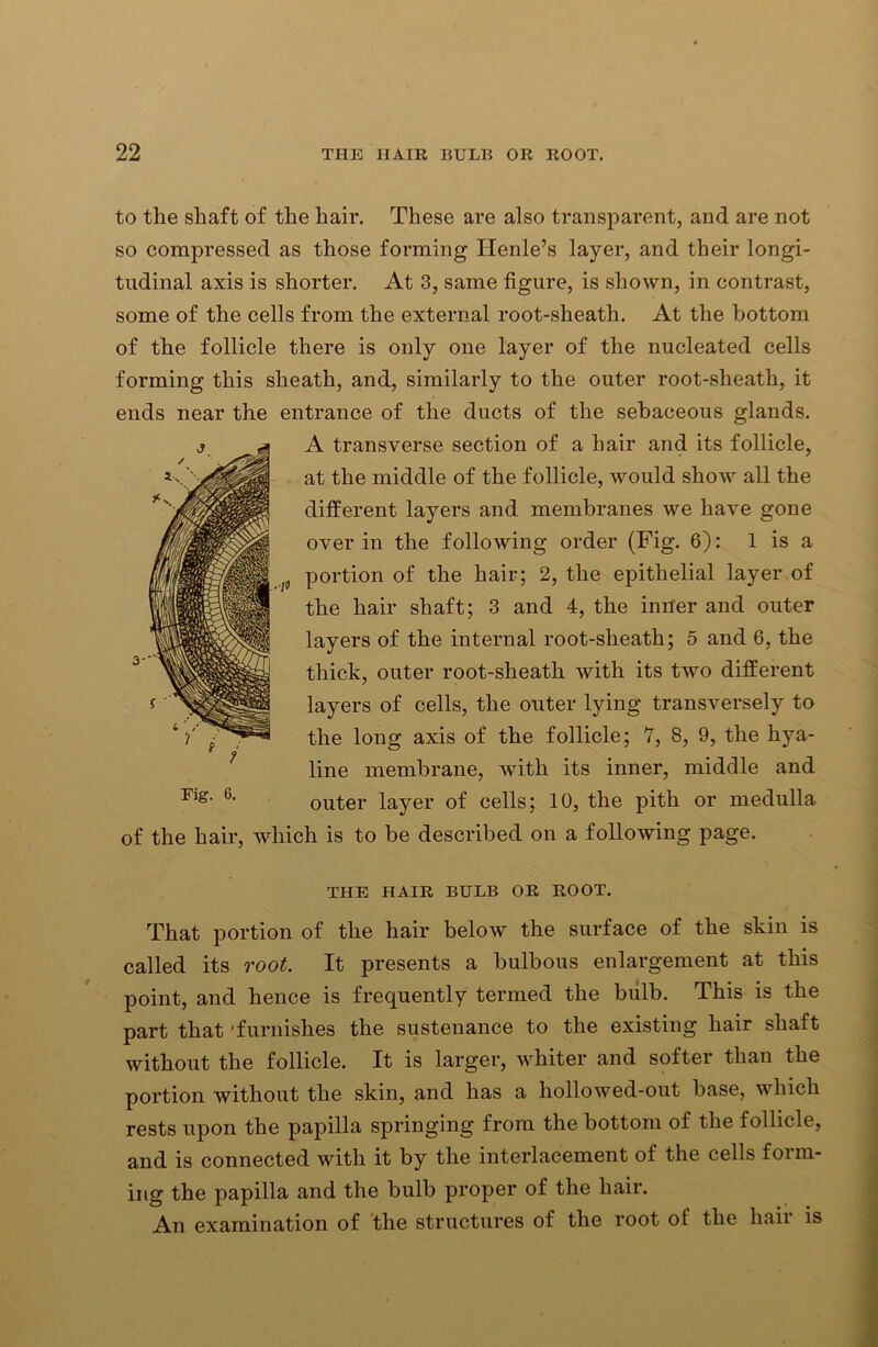 to the shaft of the hair. These are also transparent, and are not so compressed as those forming Ilenle’s layer, and their longi- tudinal axis is shorter. At 3, same figure, is shown, in contrast, some of the cells from the external root-sheath. At the bottom of the follicle there is only one layer of the nucleated cells forming this sheath, and, similarly to the outer root-sheath, it ends near the entrance of the ducts of the sebaceous glands. A transverse section of a hair and its follicle, at the middle of the follicle, would show all the different layers and membranes we have gone over in the following order (Fig. 6): 1 is a portion of the hair; 2, the epithelial layer of the hair shaft; 3 and 4, the inner and outer layers of the internal root-sheath; 5 and 6, the thick, outer root-sheath with its two different layers of cells, the outer lying transversely to the long axis of the follicle; 7, 8, 9, the hya- line membrane, with its inner, middle and outer layer of cells; 10, the pith or medulla of the hair, which is to be described on a following page. THE HAIR BULB OR ROOT. That portion of the hair below the surface of the skin is called its root. It presents a bulbous enlargement at this point, and hence is frequently termed the bulb. This is the part that 'furnishes the sustenance to the existing hair shaft without the follicle. It is larger, whiter and softer than the portion without the skin, and has a hollowed-out base, which rests upon the papilla springing from the bottom of the follicle, and is connected with it by the interlacement of the cells form- ing the papilla and the bulb proper of the hair. An examination of the structures of the root oL the liaii is