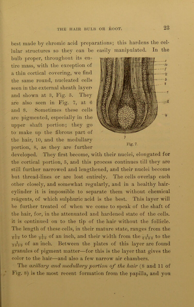 23 best made by chromic acid preparations; this hardens the cel- lular structures so they can be easily manipulated. In the bulb proper, throughout its en- tire mass, with the exception of a thin cortical covering, we find the same round, nucleated cells seen in the external sheath layer? and shown at 3, Fig. 5. They are also seen in Fig. 7, at 6 and 8. Sometimes these cells are pigmented, especially in the upper shaft portion; they go to make up the fibrous part of the hair, 10, and the medullary portion, 8, as they are further developed. They first become, with their nuclei, elongated for the cortical portion, 5, and this process continues till they are still further narrowed and lengthened, and their nuclei become but thread-lines or are lost entirely. The cells overlap each other closely, and somewhat regularly, and in a healthy hair- cylinder it is impossible to separate them without chemical reagents, of which sulphuric acid is the best. This layer will be further treated of when we come to speak of the shaft of the hair, for, in the attenuated and hardened state of the cells, it is continued on to the tip of the hair without the follicle. The length of these cells, in their mature state, ranges from the -g-i-jj- to the of an inch, and their width from the -3-0V0 to ^ie TOinr an inch. Between the plates of this layer are found granules of pigment matter—for this is the layer that gives the color to the hair—and also a few narrow air chambers. Fig. 8) is the most recent formation from the papilla, and you