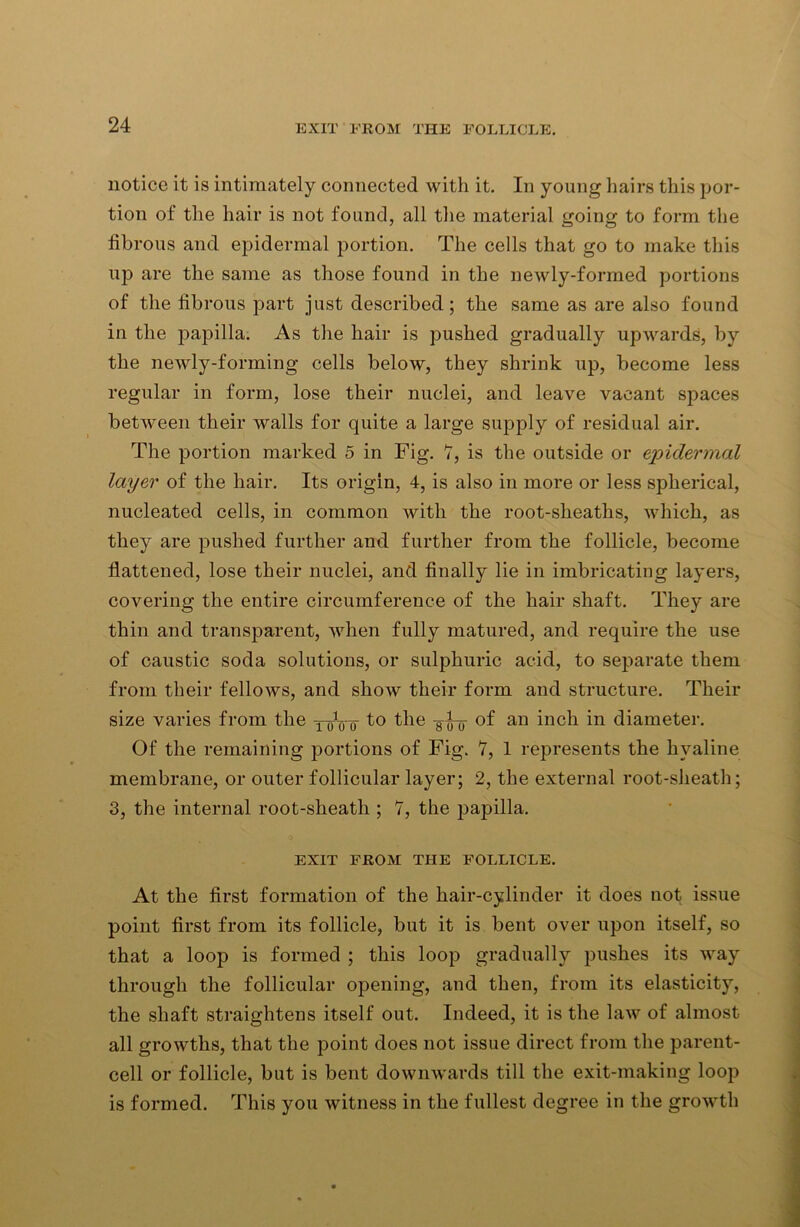 EXIT FROM THE FOLLICLE. notice it is intimately connected with it. In young hairs this por- tion of the hair is not found, all the material going to form the fibrous and epidermal portion. The cells that go to make this up are the same as those found in the newly-formed portions of the fibrous part just described; the same as are also found in the papilla. As the hair is pushed gradually upwards, by the newly-forming cells below, they shrink up, become less regular in form, lose their nuclei, and leave vacant spaces between their walls for quite a large supply of residual air. The portion marked 5 in Fig. 7, is the outside or epidermal layer of the hair. Its origin, 4, is also in more or less spherical, nucleated cells, in common with the root-sheaths, which, as they are pushed further and further from the follicle, become flattened, lose their nuclei, and finally lie in imbricating layers, covering the entire circumference of the hair shaft. They are thin and transparent, when fully matured, and require the use of caustic soda solutions, or sulphuric acid, to separate them from their fellows, and show their form and structure. Their size varies from the yoVo t° the -son °f an inch in diameter. Of the remaining portions of Fig. 7, 1 represents the hyaline membrane, or outer follicular layer; 2, the external root-sheath; 3, the internal root-sheath ; 7, the papilla. EXIT FROM THE FOLLICLE. At the first formation of the hair-cylinder it does not issue point first from its follicle, but it is bent over upon itself, so that a loop is formed ; this loop gradually pushes its way through the follicular opening, and then, from its elasticity, the shaft straightens itself out. Indeed, it is the law of almost all growths, that the point does not issue direct from the parent- cell or follicle, but is bent downwards till the exit-making loop is formed. This you witness in the fullest degree in the growth