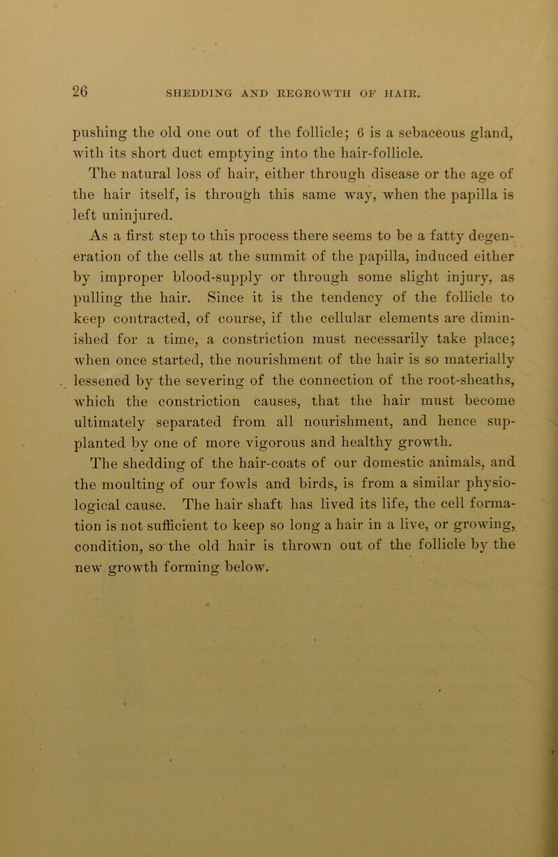 pushing the old one out of the follicle; 6 is a sebaceous gland, with its short duct emptying into the hair-follicle. The natural loss of hair, either through disease or the age of the hair itself, is through this same way, when the papilla is left uninjured. As a first step to this process there seems to be a fatty degen- eration of the cells at the summit of the papilla, induced either by improper blood-supply or through some slight injury, as pulling the hair. Since it is the tendency of the follicle to keep contracted, of course, if the cellular elements are dimin- ished for a time, a constriction must necessarily take place; when once started, the nourishment of the hair is so materially lessened by the severing of the connection of the root-sheaths, which the constriction causes, that the hair must become ultimately separated from all nourishment, and hence sup- planted by one of more vigorous and healthy growth. The shedding of the hair-coats of our domestic animals, and the moulting of our fowls and birds, is from a similar physio- logical cause. The hair shaft has lived its life, the cell forma- tion is not sufficient to keep so long a hair in a live, or growing, condition, so the old hair is thrown out of the follicle by the new growth forming below.