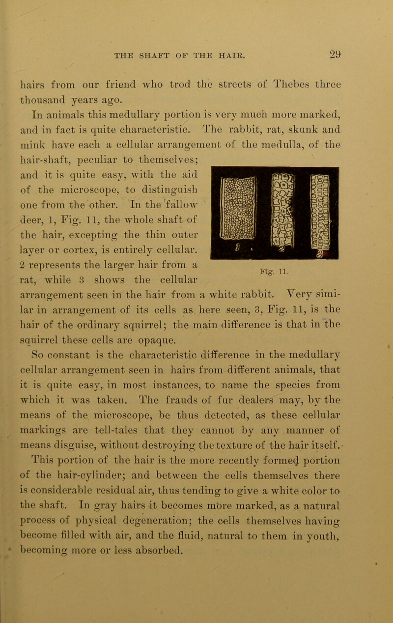 hairs from our friend who trod the streets of Thebes three thousand years ago. In animals this medullary portion is very much more marked, and in fact is quite characteristic. The rabbit, rat, skunk and mink have each a cellular arrangement of the medulla, of the hair-shaft, peculiar to themselves; and it is quite easy, with the aid of the microscope, to distinguish one from the other. In the fallow deer, 1, Fig. 11, the whole shaft of the hair, excepting the thin outer layer or cortex, is entirely cellular. 2 represents the larger hair from a rat, while 3 shows the cellular arrangement seen in the hair from a white rabbit. Very simi- lar in arrangement of its cells as here seen, 3, Fig. 11, is the hair of the ordinary squirrel; the main difference is that in the squirrel these cells are opaque. So constant is the characteristic difference in the medullary cellular arrangement seen in hairs from different animals, that it is quite easy, in most instances, to name the species from which it was taken. The frauds of fur dealers may, by the means of the microscope, be thus detected, as these cellular markings are tell-tales that they cannot by any manner of means disguise, without destroying the texture of the hair itself. This portion of the hair is the more recently formed portion of the hair-cylinder; and between the cells themselves there is considerable residual air, thus tending to give a white color to the shaft. In gray hairs it becomes more marked, as a natural process of physical degeneration; the cells themselves having become filled with air, and the fluid, natural to them in youth, becoming more or less absorbed.