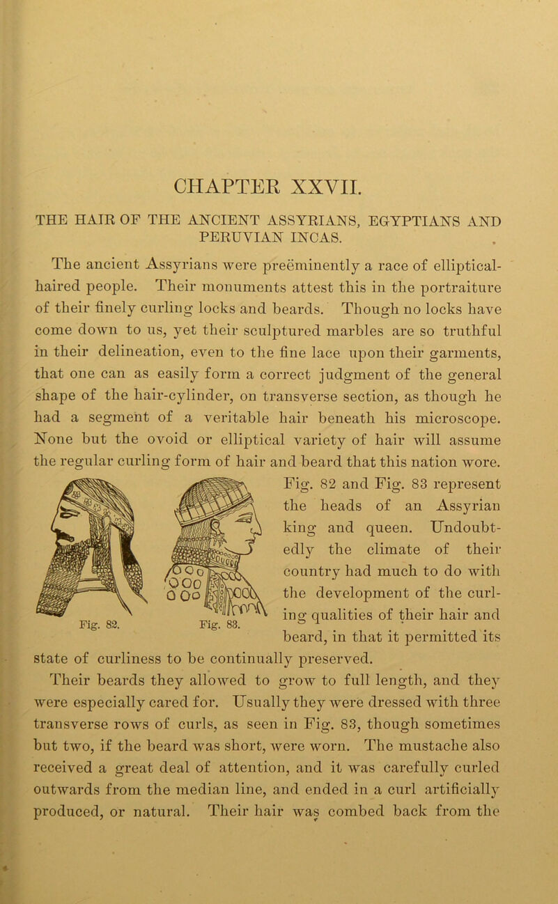 CHAPTER XXVII. THE HATE OF THE ANCIENT ASSYRIANS, EGYPTIANS AND PERUVIAN INCAS. The ancient Assyrians were preeminently a race of elliptical- haired people. Their monuments attest this in the portraiture of their finely curling locks and beards. Though no locks have come down to us, yet their sculptured marbles are so truthful in their delineation, even to the fine lace upon their garments, that one can as easily form a correct judgment of the general shape of the hair-cylinder, on transverse section, as though he had a segment of a veritable hair beneath his microscope. None but the ovoid or elliptical variety of hair will assume the regular curling form of hair and beard that this nation wore. Fig. 82 and Fig. 83 represent the heads of an Assyrian king and queen. Undoubt- edly the climate of their country had much to do with the development of the curl- ing qualities of their hair and beard, in that it permitted its state of curliness to be continually preserved. Their beards they allowed to grow to full length, and they were especially cared for. Usually they were dressed with three transverse rows of curls, as seen in Fig. 83, though sometimes but two, if the beard was short, were worn. The mustache also received a great deal of attention, and it was carefully curled outwards from the median line, and ended in a curl artificially produced, or natural. Their hair was combed back from the