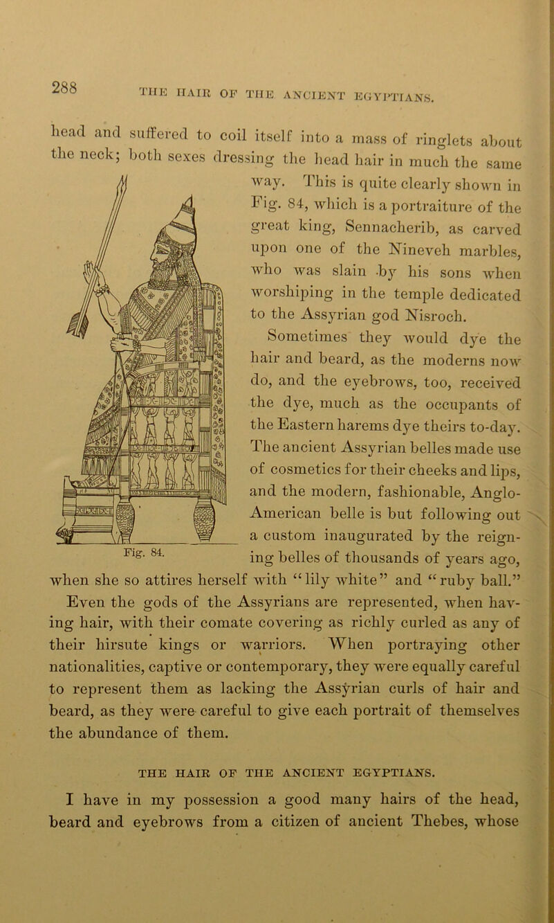 THE hair of the ancient Egyptians. head and suffered to coil itself into a mass of ringlets about the neck; both sexes dressing the head hair in much the same way. This is quite clearly shown in Fig. 84, which is a portraiture of the great king, Sennacherib, as carved upon one of the Nineveh marbles, who was slain -by his sons when worshiping in the temple dedicated to the Assyrian god Nisroch. Sometimes they would dye the hair and beard, as the moderns now do, and the eyebrows, too, received the dye, much as the occupants of the Eastern harems dye theirs to-day. The ancient Assyrian belles made use of cosmetics for their cheeks and lips, and the modern, fashionable, Anglo- American belle is but following out ^ a custom inaugurated by the reign- ing belles of thousands of years ago, when she so attires herself with “lily white” and “ruby ball.” Even the gods of the Assyrians are represented, when hav- ing hair, with their comate covering as richly curled as any of their hirsute kings or warriors. When portraying other nationalities, captive or contemporary, they were equally careful to represent them as lacking the Assyrian curls of hair and beard, as they were careful to give each portrait of themselves the abundance of them. THE HAIR OF THE ANCIENT EGYPTIANS. I have in my possession a good many hairs of the head, beard and eyebrows from a citizen of ancient Thebes, whose