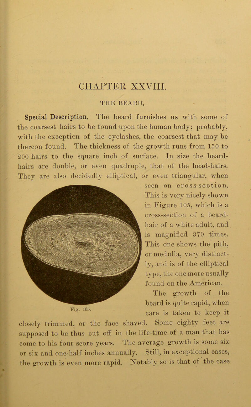 CHAPTER XXVIII. THE BEARD. Special Description. The beard furnishes us with some of the coarsest hairs to be found upon the human body; probably, with the exception of the eyelashes, the coarsest that may be thereon found. The thickness of the growth runs from 150 to 200 hairs to the square inch of surface. In size the beard- hairs are double, or even quadruple, that of the head-hairs. They are also decidedly elliptical, or even triangular, when seen on cross-section. This is very nicely shown in Figure 105, which is a cross-section of a beard- hair of a white adult, and is magnified 370 times. This one shows the pith, or medulla, very distinct- ly, and is of the elliptical type, the one more usually found on the American. The growth of the beard is quite rapid, when care is taken to keep it closely trimmed, or the face shaved. Some eighty feet are supposed to be thus cut off in the life-time of a man that has come to his four score years. The average growth is some six or six and one-half inches annually. Still, in exceptional cases, the growth is even more rapid. Notably so is that of the case