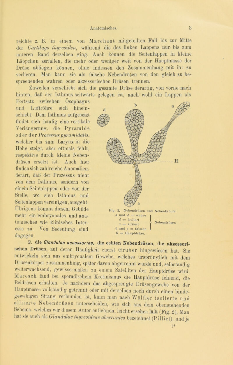 reichte z. B. in einem von Marchant mitgeteilten Fall bis zur Mitte der Cartilago thyreoidea, während die des linken Lappens nur bis zum unteren Rand derselben ging. Auch können die Seiteniappen in kleine Läppchen zerfallen, die mehr oder weniger weit von der Hauptmasse der Drüse abliegen können, ohne indessen den Zusammenhang mit ihr zu verlieren. Man kann sie als falsche Nebendrtigen von den gleich zu be- sprechenden wahren oder akzessorischen Drüsen trennen. Zuweilen verschiebt sich die gesamte Drüse derartig, von vorne nach hinten, daß der Isthmus seitwärts gelegen ist, auch wohl ein Lappen als Fortsatz zwischen Ösophagus und Luftröhre sich hinein- schiebt. Dem Isthmus aufgesetzt findet sich häufig eine vertikale Verlängerung, die Pyramide o d e r d e r Processus pyra midcdis, welcher bis zum Larynx in die Höhe steigt, aber oftmals fehlt, respektive durch kleine Neben- drüsen ersetzt ist. Auch hier fi n de n si ch za h 1 r ei ch e A n o m al i en. derart, daß der Prozessus nicht von dem Isthmus, sondern von einem Seitenlappen oder von der Stelle, wo sich Isthmus und Seitenlappen vereinigen, ausgeht. Übrigens kommt diesem Gebilde mehr ein embryonales und ana- tomisches wie klinisches Inter- esse zu. Von Bedeutung sind dagegen Fig. 2. Nebendrüsen und Nebenkröpfe. a und d — wahre d — isoliert a — alliiert b und c = falsche H — Hauptdrüse. Nebendrüsen 2. die Glandulae accessoriae, die echten Nebendrüsen, die akzessori- schen Drüsen, auf deren Häufigkeit zuerst Grub er hingewiesen hat. Sie entwickeln sich aus embryonalem Gewebe, welches ursprünglich mit dem Drüsenkörper zusammenhing, später davon abgetrennt wurde und, selbständig weiterwachsend, gewissermaßen zu einem Satelliten der Hauptdrüse wird. Mare sch fand bei sporadischem Kretinismus die Hauptdrüse fehlend, die Beidrüsen erhalten. Je nachdem das abgesprengte Drüsengewebe von der Hauptmasse vollständig getrennt oder mit derselben noch durch einen binde- gewebigen Strang verbunden ist, kann man nach Wölfler isolierte und alliierte Nebendrüsen unterscheiden, wie sich aus dem obenstehenden Schema, welches wir diesem Autor entlehnen, leicht ersehen läßt (Fig. 2). Man hat sie auch als Glandulae thyreoideae aherrantes bezeichnet (Pi 11 iet), und je