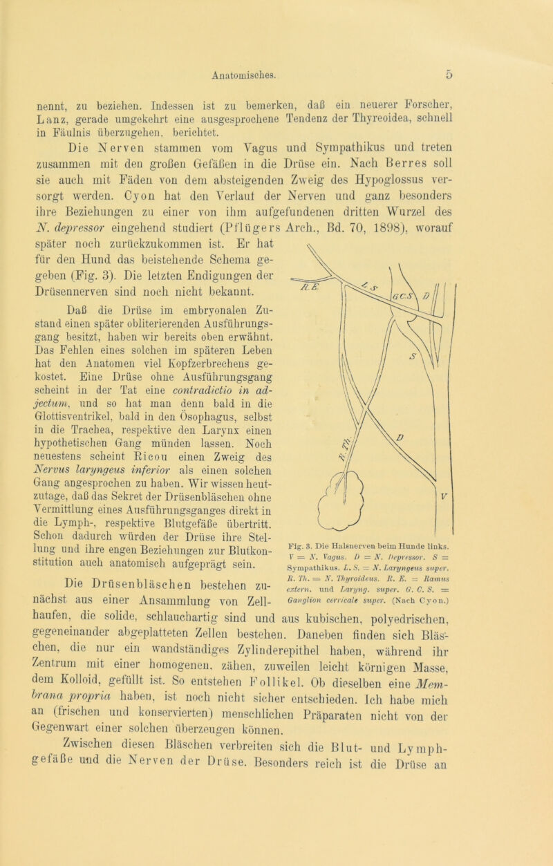 nennt, zu beziehen. Indessen ist zu bemerken, daß ein neuerer Forscher, Lanz, gerade umgekehrt eine ausgesprochene Tendenz der Thyreoidea, schnell in Fäulnis überzugehen, berichtet. Die Nerven stammen vom Vagus und Sympathikus und treten zusammen mit den großen Gefäßen in die Drüse ein. Nach Berres soll sie auch mit Fäden von dem absteigenden Zweig des Hypoglossus ver- sorgt werden. Cyon hat den Verlaut der Nerven und ganz besonders ihre Beziehungen zu einer von ihm aufgefundenen dritten Wurzel des N. depressor eingehend studiert (Pflügers Arch., Bd. 70, 1898), worauf später noch zurückzukommen ist. Er hat für den Hund das beistehende Schema ge- geben (Fig. 3). Die letzten Endigungen der Drüsennerven sind noch nicht bekannt. Daß die Drüse im embryonalen Zu- stand einen später obliterierenden Ausführungs- gang besitzt, haben wir bereits oben erwähnt. Das Fehlen eines solchen im späteren Leben hat den Anatomen viel Kopfzerbrechens ge- kostet. Eine Drüse ohne Ausführungsgang scheint in der Tat eine contradictio in ad- jectum, und so hat man denn bald in die Glottisventrikel, bald in den Ösophagus, selbst in die Trachea, respektive den Larynx einen hypothetischen Gang münden lassen. Noch neuestens scheint Ricou einen Zweig des Nervus laryngeus inferior als einen solchen Gang angesprochen zu haben. Wir wissen heut- zutage, daß das Sekret der Drüsenbläschen ohne Vermittlung eines Ausführungsganges direkt in die Lymph-, respektive Blutgefäße Übertritt. Schon dadurch würden der Drüse ihre Stel- lung und ihre engen Beziehungen zur Blutkon- stitution auch anatomisch aufgeprägt sein. Die Drüsenbläschen bestellen zu- Fig. 3. Die Halsnerven beim Hunde links. V = N. Vagus. D = N. Depressor. S = Sympathikus. L. S. — N. Laryngeus super. R. Th. — 2V. Thyroideus. R. E. = Ramus extern, und Laryng. super. G. C. S. — Ganglion cerricale super. (Nach Cyon.) nächst aus einer Ansammlung von Zell- haufen, die solide, schlauchartig sind und ans kubischen, polyedrischen. gegeneinander abgeplatteten Zellen bestehen. Daneben finden sich Bläs- chen, die nur ein wandständiges Zylinderepithel haben, während ihr Zentrum mit einer homogenen, zähen, zuweilen leicht körnigen Masse, dem Kolloid, gefüllt ist. So entstehen Follikel. Ob dieselben eme Mem- brana propria haben, ist noch nicht sicher entschieden. Ich habe mich an (frischen und konservierten) menschlichen Präparaten nicht von der Gegenwart einer solchen überzeugen können. Zwischen diesen Bläschen verbreiten sich die Blut- und Lymph- gefäße und die Nerven der Drüse. Besonders reich ist die Drüse an