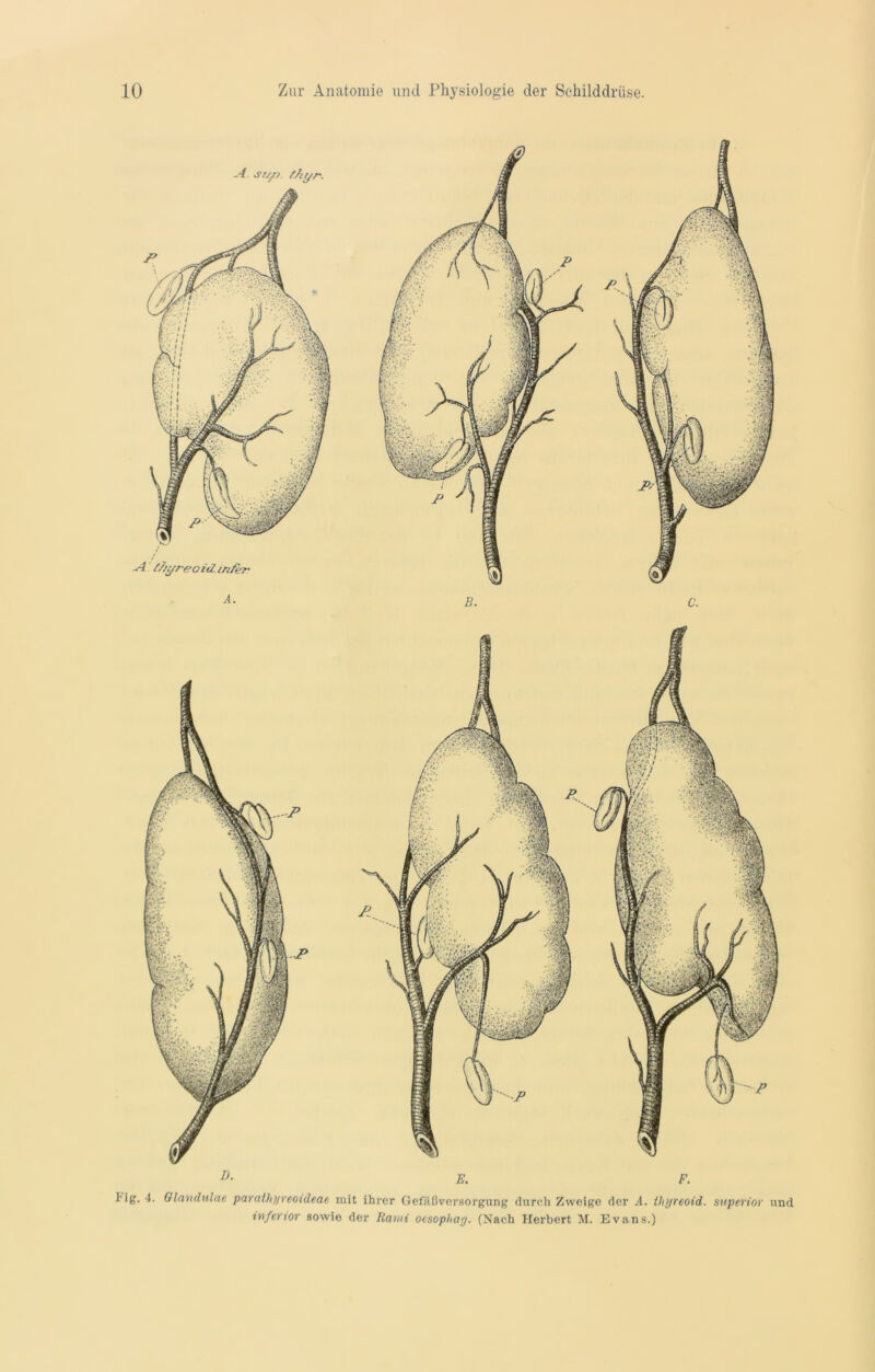 l'ig. 4. Glandulae parathi/reoideae mit ihrer Gefäßversorgung durch Zweige der A. thyreoid. superior und inferior sowie der Rami ocsophag. (Nach Herbert M. Evans.)