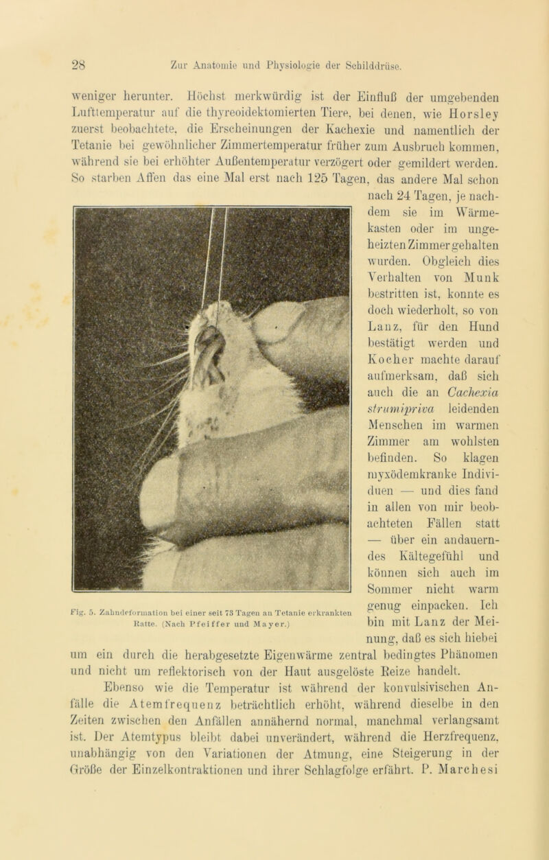 weniger herunter. Höchst merkwürdig ist der Einfluß der umgebenden Lufttemperatur auf die thyreoidektomierten Tiere, bei denen, wie Horsley zuerst beobachtete, die Erscheinungen der Kachexie und namentlich der Tetanie bei gewöhnlicher Zimmertemperatur früher zum Ausbruch kommen, während sie bei erhöhter Außentemperatur verzögert oder gemildert werden. So starben Affen das eine Mal erst nach 125 Tagen, das andere Mal schon nach 24 Tagen, je nach- dem sie im Wärme- kasten oder im unge- heizten Zimmer gehalten wurden. Obgleich dies Verhalten von Munk bestritten ist, konnte es doch wiederholt, so von Lanz, für den Hund bestätigt werden und Kocher machte darauf aufmerksam, daß sich auch die an Cachexia s fr u m ipriva leidenden M en schen im warmen Zimmer am wohlsten befinden. So klagen mvxödemkranke Indivi- duen — und dies fand in allen von mir beob- achteten Fällen statt — über ein andauern- des Kältegefühl und können sich auch im Sommer nicht warm „. _ „ , genug einpacken. Ich t lg. o. Zaiindcfonnation bei einer seit 73 Tagen an Tetanie erkrankten . ° . Hatte. (Nach Pfeiffer und Mayer.) bin mit Lanz der Mei- nung, daß es sich hiebei um ein durch die herabgesetzte Eigenwärme zentral bedingtes Phänomen und nicht um reflektorisch von der Haut ausgelöste Reize handelt. Ebenso wie die Temperatur ist während der konvulsivischen An- fälle die Atemfrequenz beträchtlich erhöht, während dieselbe in den Zeiten zwischen den Anfällen annähernd normal, manchmal verlangsamt ist. Der Atemtypus bleibt dabei unverändert, während die Herzfrequenz, unabhängig von den Variationen der Atmung, eine Steigerung in der Größe der Einzelkontraktionen und ihrer Schlagfolge erfährt. P. Marchesi