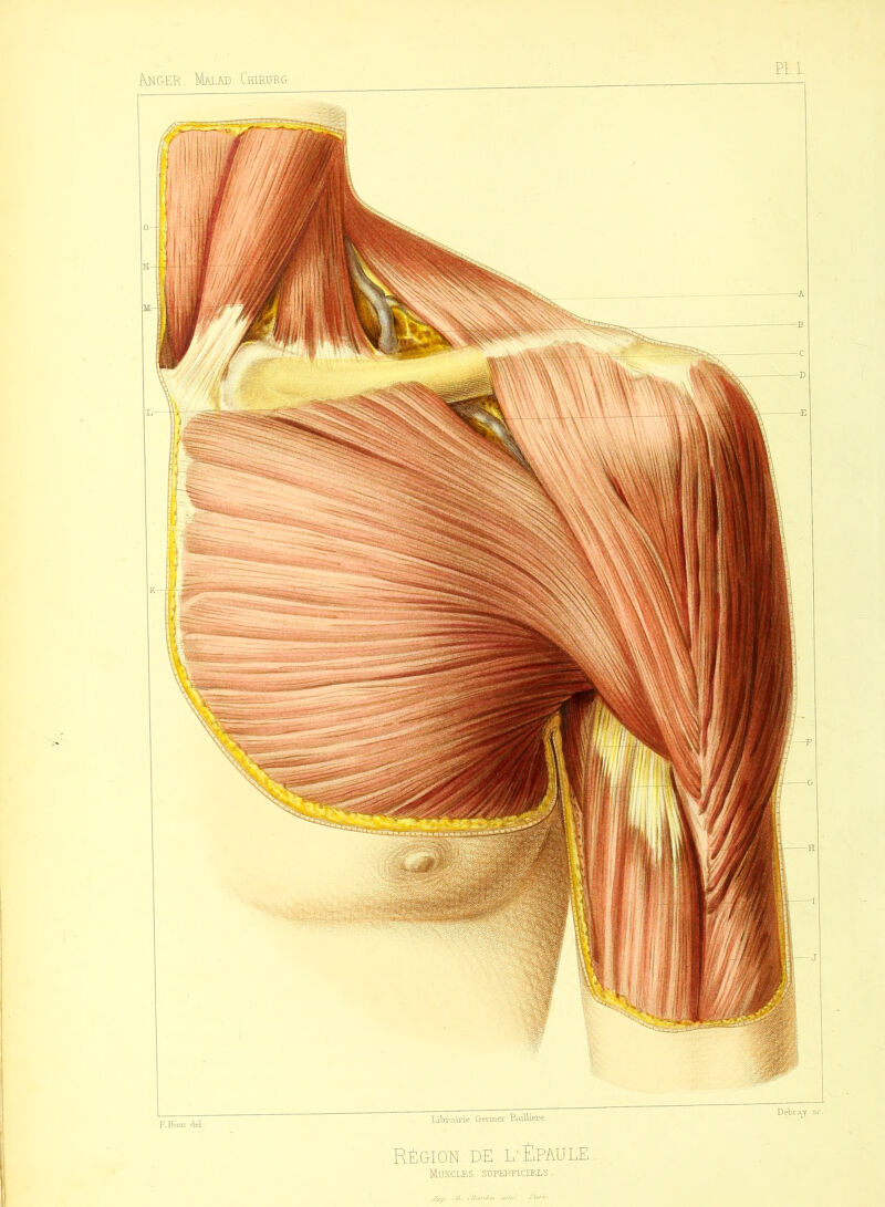 ÀNGER. Mal ad. Chirdrg. Région de l'Épaule. Muscles superficiels . F. Bion del. Debray sc