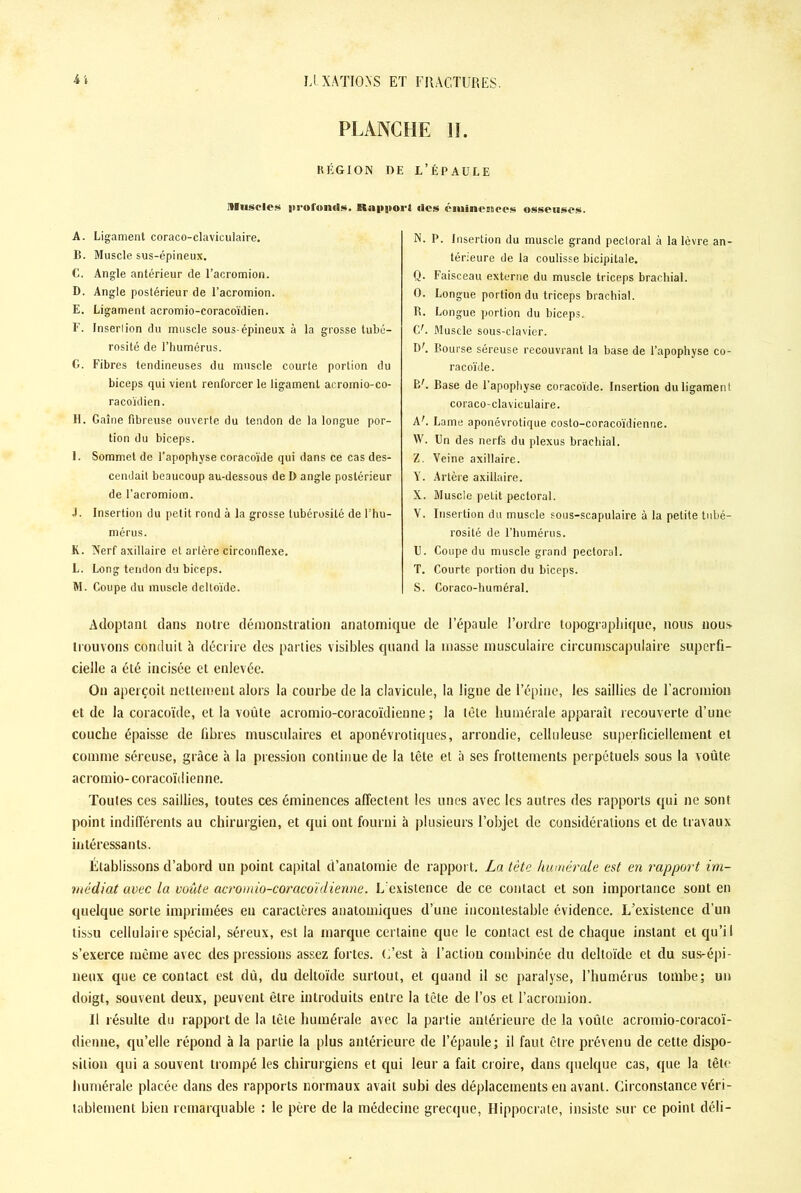PI ANCHE II. H É GIO N DE L’ÉPAULE Muscles i>3'of<tnfls. Rupitoi't «les éminences osseuses. A. Ligament coraco-clavieulaire. B. Muscle sus-épineux. C. Angle antérieur de l’acromion. D. Angle postérieur de l’acromion. E. Ligament acromio-coracoïdien. F. Inserlion du muscle sous-épineux à la grosse tubé- rosité de l’humérus. G. Fibres tendineuses du muscle courte portion du biceps qui vient renforcer le ligament aeromio-co- racoïdien. H. Gaine fibreuse ouverte du tendon de la longue por- tion du biceps. I. Sommet de l’apophyse coracoïde qui dans ce cas des- cendait beaucoup au-dessous de D angle postérieur de l’acromiom. .i. Insertion du petit rond à la grosse tubérosité de l’hu- mérus. K. Nerf axillaire et artère circonflexe. L. Long tendon du biceps. M. Coupe du muscle deltoïde. N. P. Insertion du muscle grand pectoral à la lèvre an- térieure de la coulisse bicipitale. Q. Faisceau externe du muscle triceps brachial. O. Longue portion du triceps brachial. U. Longue portion du biceps. CA Muscle sous-clavier. IV. Bourse séreuse recouvrant la base de l’apophyse co- racoïde. BU Base de l’apophyse coracoïde. Insertion du ligament coraco-clavieulaire. AA Lame aponévrotique coslo-coracoïdienne. W. Un des nerfs du plexus brachial. Z. Veine axillaire. V. Artère axillaire. X. Muscle petit pectoral. V. Insertion du muscle sous-scapulaire à la petite tubé- rosité de l’humérus. U. Coupe du muscle grand pectoral. T. Courte portion du biceps. S. Coraco-huméral. Adoptant dans notre démonstration anatomique de l’épaule l’ordre topographique, nous nous trouvons conduit à décrire des parties visibles quand la masse musculaire circumscapulaire superfi- cielle a été incisée et enlevée. On aperçoit nettement alors la courbe de la clavicule, la ligne de l’épine, les saillies de Facromion et de la coracoïde, et la voûte acromio-coracoïdien ne ; la tête humérale apparaît recouverte d’une couche épaisse de libres musculaires et aponévrotiques, arrondie, celluleuse superficiellement et comme séreuse, grâce à la pression continue de la tête et à ses frottements perpétuels sous la voûte acromio- coracoïdienne. Toutes ces saillies, toutes ces éminences affectent les unes avec les autres des rapports qui ne sont point indifférents au chirurgien, et qui ont fourni à plusieurs l’objet de considérations et de travaux intéressants. Établissons d’abord un point capital d’anatomie de rapport. La tète humérale est en rapport im- médiat avec la voûte acromio-coracoïdienne. L existence de ce contact et son importance sont en quelque sorte imprimées en caractères anatomiques cl’une incontestable évidence. L’existence d’un tissu cellulaire spécial, séreux, est la marque certaine que le contact est de chaque instant et qu’il s’exerce même avec des pressions assez fortes. L’est à l’action combinée du deltoïde et du sus-épi- neux que ce contact est dû, du deltoïde surtout, et quand il se paralyse, l’humérus tombe; un doigt, souvent deux, peuvent être introduits entre la tête de l’os et Facromion. Il résulte du rapport de la tête humérale avec la partie antérieure de la voûte acromio-coracoï- dienne, qu’elle répond à la partie la plus antérieure de l’épaule; il faut être prévenu de cette dispo- sition qui a souvent trompé les chirurgiens et qui leur a fait croire, dans quelque cas, que la tête humérale placée dans des rapports normaux avait subi des déplacements en avant. Circonstance véri- tablement bien remarquable ; le père de la médecine grecque, Hippocrate, insiste sur ce point déli-