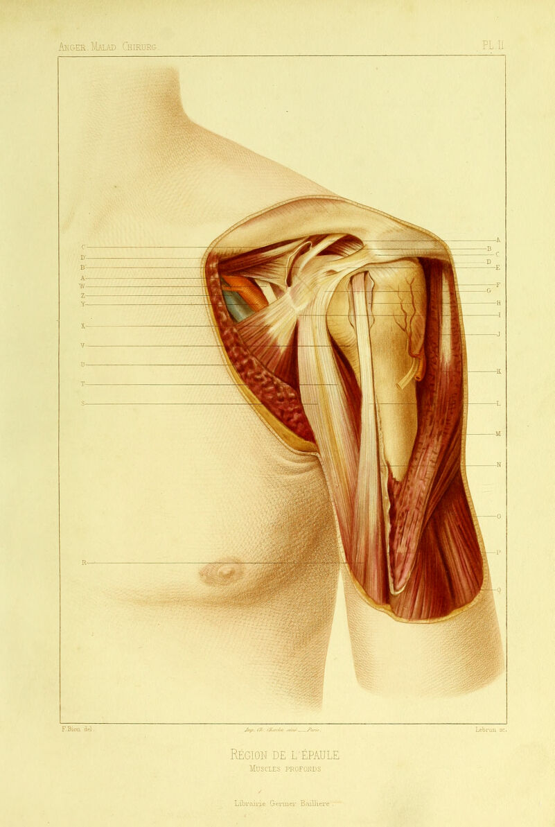 An&er.Malad. Chirurg- PL.Ii F. Bien àel. Jwp. tV*. i*£n£ - Tî/r/.r. Lebrun sc. Région de l'épaule Muscles profonds