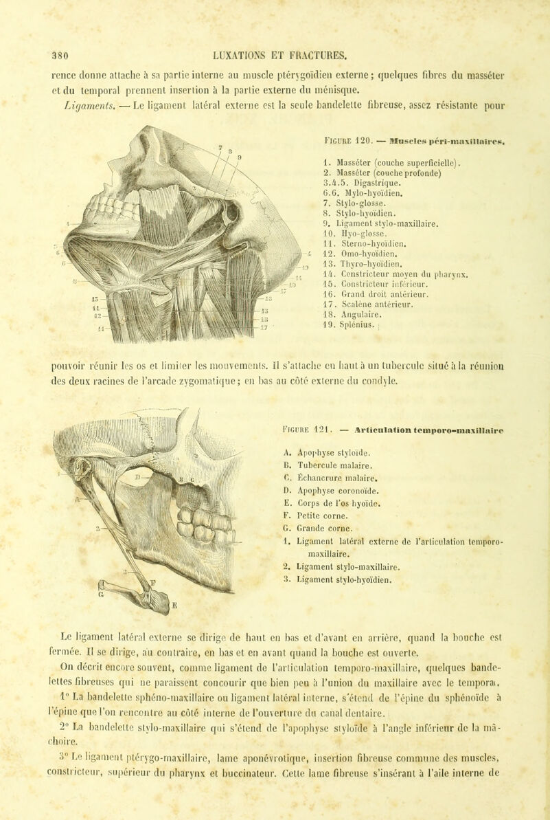 rence donne attache à sa partie interne au muscle ptérygoïdien externe ; quelques fibres du masséter et du temporal prennent insertion à la partie externe du ménisque. Ligaments. —■ Le ligament latéral externe est la seule bandelette fibreuse, assez résistante pour Figure 120. — Muscles pcri-maxillaires. 1. Masséter (couche superficielle). 2. Masséter (couche profonde) 3.4.5. Digastrique. G.G. Mylo-hyoïdien. 7. Stylo-glosse. 8. Stylo-hyoïdien. 9. Ligament stylo-maxillaire. 10. Ityo-glosse. 11. Sterno-hyoïdien. 12. Omo-hyoïdien. 13. Thyro-hyoïdien. 14. Constricteur moyen du pharynx. 15. Constricteur inférieur. 16. Grand droit antérieur. 17. Scaléne antérieur. 18. Angulaire. 19. Splénius. pouvoir réunir les os et limiter les mouvements. Il s’attache en haut à un tubercule situé à la réunion des deux racines de l’arcade zygomatique; en bas au côté externe du comble. Figure 121. — Articulation tcniporo-mnxillairc A. Apophyse styloïde. B. Tubercule malaire. C. Échancrure malaire. D. Apophyse coronoïde. E. Corps de l’os hyoïde. F. Petite corne. G. Grande corne. 1. Ligament latéral externe de l’articulation lemporo- maxillaire. 2. Ligament stylo-maxillaire. 3. Ligament stylo-hyoïdien. Le ligament latéral externe sc dirige de haut en bas et d’avant en arrière, quand la bouche est fermée. Il se dirige, au contraire, en bas et en avant quand la bouche est ouverte. On décrit encore souvent, comme ligament de l’articulation temporo-maxillaire, quelques bande- lettes fibreuses qui ne paraissent concourir que bien peu à l’union du maxillaire avec le temporal. I La bandelette sphéno-maxillairc ou ligament latéral interne, s'étend de l’épine du sphénoïde à I épine que l’on rencontre au côté interne de l’ouverture du canal dentaire. 2° La bandelette slvlo-maxillaire qui s’étend de l’apophyse siyloïde à l’angle inférieur de la mâ- choire. 3° Le ligament ptérygo-maxillaire, lame aponévrotique, insertion fibreuse commune des muscles, constricteur, supérieur du pharynx et buccinateur. Cette lame fibreuse s’insérant à l’aile interne de