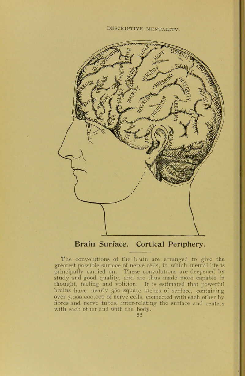 Brain Surface. Cortical Periphery. The convolutions of the brain are arranged to give the greatest possible surface of nerv’e cells, in which mental life is principallj' carried on. These convolutions are deepened by study and good qualit}', and are thus made more capable in thought, feeling and volition. It is estimated that powerful brains have nearly 360 square inches of surface, containing over 3,000,000,000 of nerve cells, connected with each other by fibres and nerve tubes, inter-relating the surface and centers with each other and with the body.