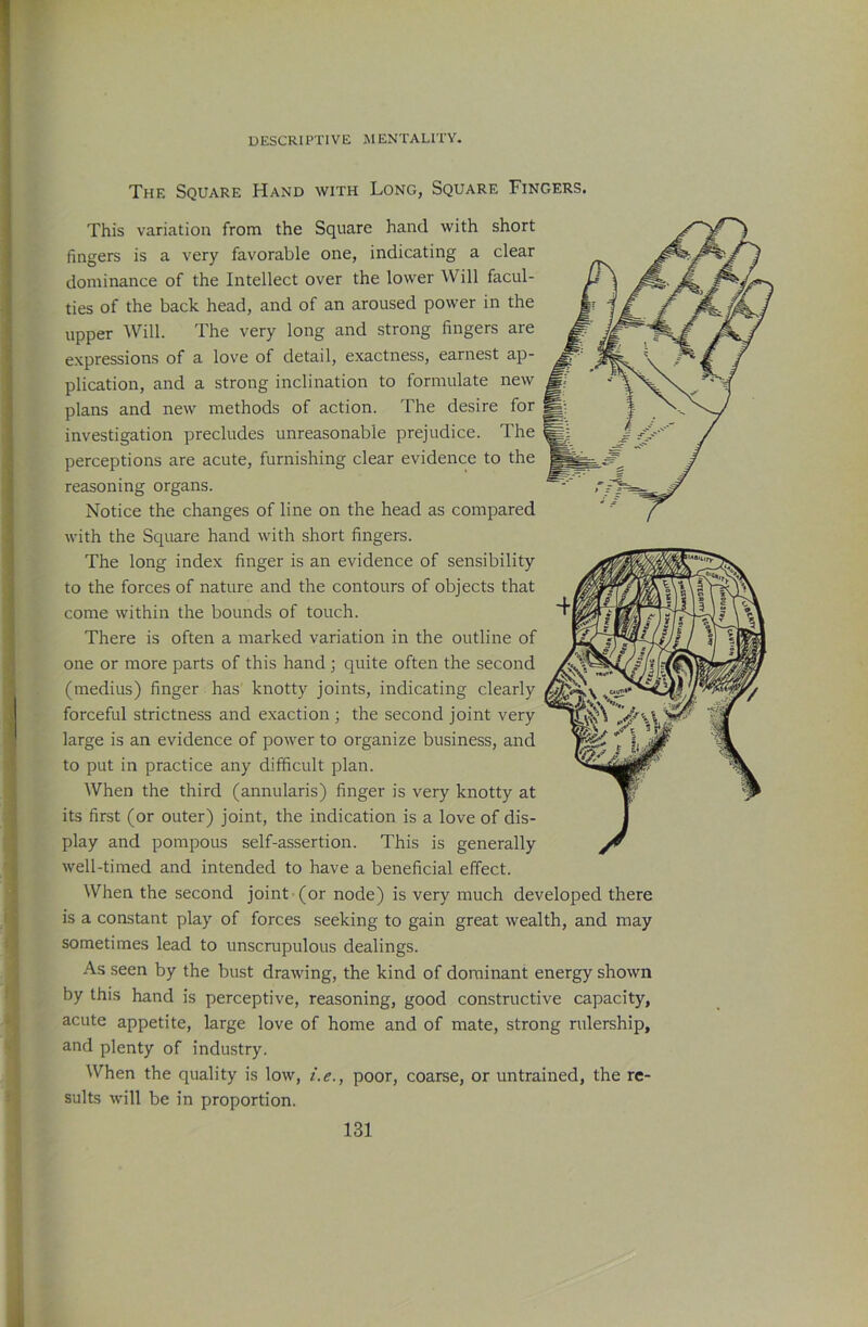 The Square Hand with Long, Square Fingers. This variation from the Square hand with short fingers is a very favorable one, indicating a clear dominance of the Intellect over the lower Will facul- ties of the back head, and of an aroused power in the upper Will. The very long and strong fingers are expressions of a love of detail, exactness, earnest ap- plication, and a strong inclination to formulate new plans and new methods of action. The desire for investigation precludes unreasonable prejudice. The perceptions are acute, furnishing clear evidence to the reasoning organs. Notice the changes of line on the head as compared with the Square hand with short fingers. The long index finger is an evidence of sensibility to the forces of nature and the contours of objects that come within the bounds of touch. There is often a marked variation in the outline of one or more parts of this hand; quite often the second (medius) finger has knotty joints, indicating clearly forceful strictness and exaction ; the second joint very large is an evidence of power to organize business, and to put in practice any difficult plan. When the third (annularis) finger is very knotty at its first (or outer) joint, the indication is a love of dis- play and pompous self-assertion. This is generally well-timed and intended to have a beneficial effect. When the second joint (or node) is very much developed there is a constant play of forces seeking to gain great wealth, and may sometimes lead to unscrupulous dealings. As seen by the bust drawing, the kind of dominant energy shown by this hand is perceptive, reasoning, good constructive capacity, acute appetite, large love of home and of mate, strong rulership, and plenty of industry. When the quality is low, i.e., poor, coarse, or untrained, the re- sults will be in proportion. '’•isnoMij