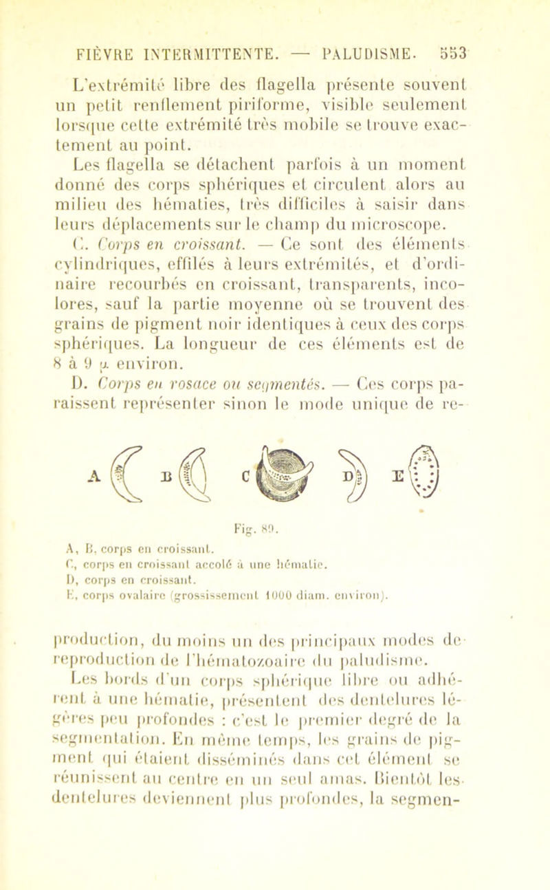 L’extrémité libre (les flagella présente souvent un petit renflement pirif'orme, visible seulement lorsque cette extrémité très mobile se trouve exac- tement au point. Les flagella se détachent parfois à un moment donné des corps sphériques et circulent alors au milieu des hématies, très difficiles à saisir dans leurs déplacements sur le champ du microscope. (1. Corps en croissant. — Ce sont des éléments cylindriques, effilés à leurs extrémités, et d’ordi- naire recourbés en croissant, transparents, inco- lores, sauf la partie moyenne où se trouvent des grains de pigment noir identiques à ceux des corps sphériques. La longueur de ces éléments est de 8 à 9 a environ. D. Corps en rosace ou segmentés. — Ces corps pa- raissent représenter sinon le mode unique de re- A, B, corps en croissant. C, corps en croissant accolé à une hématie. I), corps en croissant. K, corps ovalaire (grossissement 1000 diam. environ). production, du moins un des principaux modes de reproduction de l’hématozoaire du paludisme. Les bords d’un corps sphérique libre ou adhé- rent à une hématie, présentent des dentelures lé- gères peu profondes : c’est le premier degré de la segmentation. En même temps, les grains de pig- ment qui étaient disséminés dans cet élémenl se réunissent au centre en un seul amas. Bientôt les- dentelures deviennent plus profondes, la segmen-