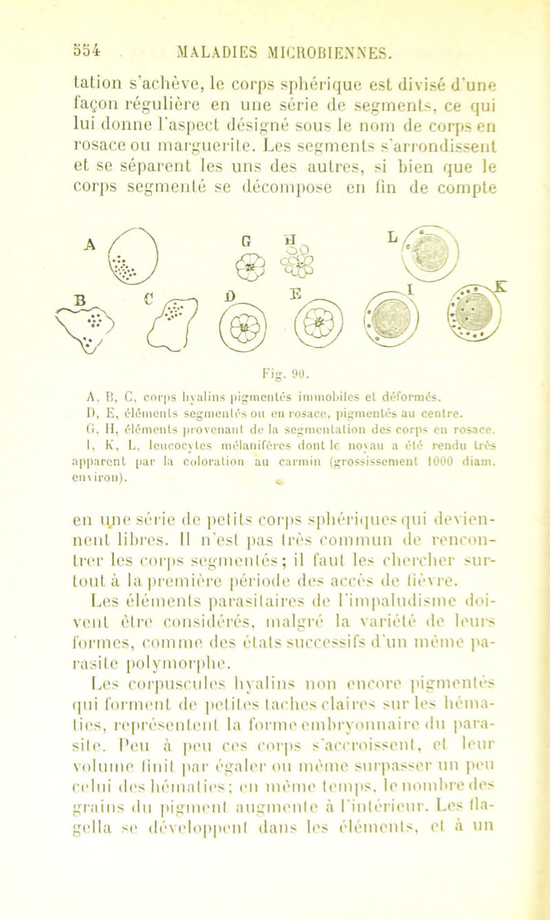 tation s’achève, le corps sphérique est divisé d'une façon régulière en une série de segments, ce qui lui donne l’aspect désigné sous le nom de corps en rosace ou marguerite. Les segments s'arrondissent et se séparent les uns des autres, si bien que le corps segmenté se décompose en fin de compte A, B, C, corps hyalins pigmentés immobiles et déformés. D, E, éléments segmentés ou en rosace, pigmentés au centre. G, II, éléments provenant de la segmentation des corps en rosace. I, Iv, L, leucocytes mélanifôres dont le noyau a été rendu Irès apparent par la coloration au carmin (grossissement 1000 diam. environ). en ryie série de petits corps sphériques qui devien- nent libres. II n’est pas très commun de rencon- trer les corps segmentés; il faut les chercher sur- tout à la première période des accès de lièvre. Les éléments parasitaires de l'impaludisme doi- vent être considérés, malgré la variété de leurs formes, comme des états successifs d'un même pa- rasite polymorphe. Les corpuscules hyalins non encore pigmentés qui forment de petites taches claires sur les héma- ties, représentent la forme embryonnaire du para- site. Peu ià peu ces corps s’accroissent, et leur volume finit par égaler ou même surpasser un peu celui des hématies; en même temps, le nombre des grains du pigment augmente à l’intérieur. Les tla- gella se développent dans les éléments, et à un