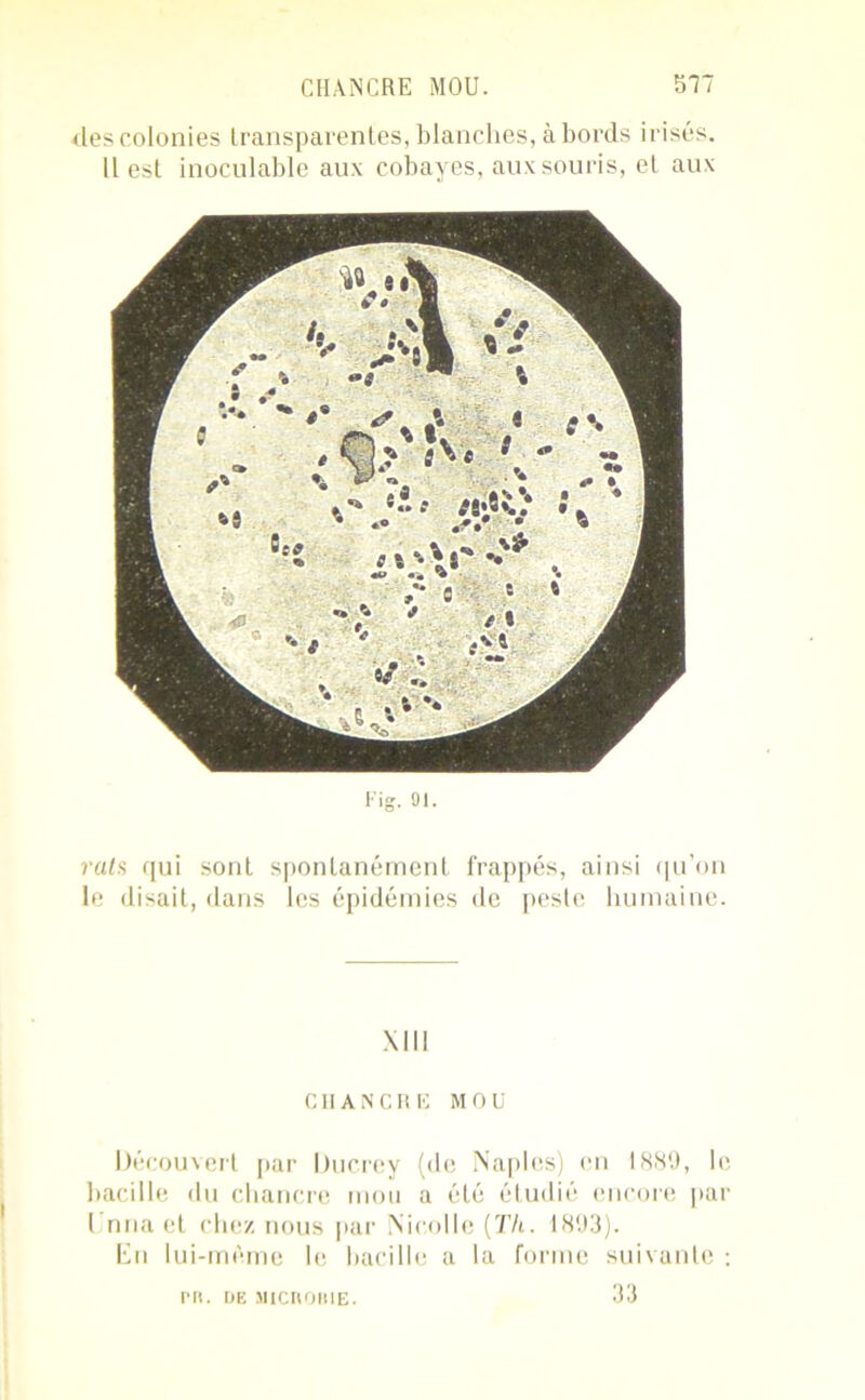 CHANCRE MOU. 517 des colonies transparentes, blanches, abords irisés. Il est inoculable aux cobayes, aux souris, et aux Fig- ai- rats qui sont spontanément frappés, ainsi qu’on le disait, dans les épidémies de peste humaine. XIII CHANCRE MOU Découvert par Ducrey (de Naples) en 1889, le bacille du chancre mou a été étudié encore par I nna et chez nous par Nicolle {Tli. 1893). En lui-mème le bacille a la forme suivante : 33 ru. de MicnoBiE.