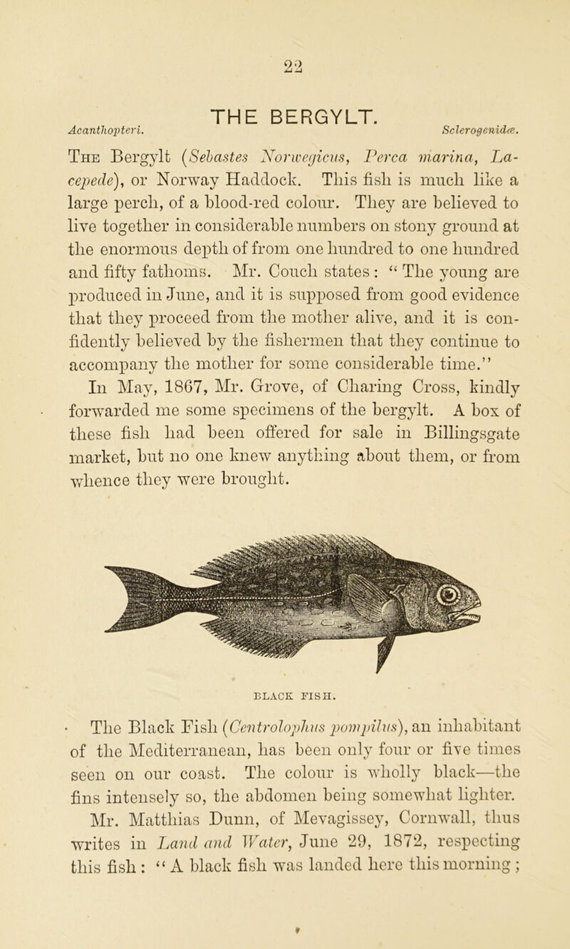 Acantliox>teri. THE BERGYLT. Sclerogenidd;. The Bergylt (Sehastes Xorwegicus, Perea marina, La- cepede), or Norway Haddock. This fish is much like a large perch, of a blood-red colour. They are believed to live together in considerable numbers on stony ground at the enormous depth of from one hundi-ed to one hundred and fifty fathoms. Mr. Couch states : “ The young are produced in June, and it is supposed from good evidence that they proceed from the mother alive, and it is con- fidently believed by the fishermen that they continue to accompany the mother for some considerable time.” In May, 1867, Mr. Grove, of Charing Cross, kindly forwarded me some specimens of the bergylt. A box of these fish had been offered for sale in Billingsgate market, but no one knew anything about them, or from whence they were brought. BLACK risn. The Black Fish (Centrolophns pomjdhifi), an inhabitant of the Mediterranean, has been only four or five times seen on our coast. The colour is wholly black—the fins intensely so, the abdomen being somewhat lighter. Mr. Matthias Bunn, of Mevagissey, Cornwall, thus writes in Land and Water, June 29, 1872, respecting this fish : “ A black fish was landed here this morning ;