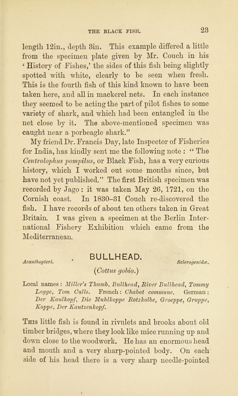 THE BLACK FISH. length 12in., depth Sin. This example differed a little from the specimen plate given by Mr. Couch in his ‘ History of Fishes,’ the sides of this fish being slightly spotted with white, clearly to be seen when fresh. This is the fourth fish of this kind known to have been taken here, and all in mackerel nets. In each instance they seemed to be acting the XDart of pilot fishes to some variety of shark, and which had been entangled in the net close by it. The above-mentioned specimen was caught near a porbeagle shark.” My friend Dr. Francis Day, late Inspector of Fisheries for India, has kindly sent me the following note : “ The CentrolopJius pompilus, or Black Fish, has a very curious history, which I worked out some months since, but have not yet published.” The first British specimen was recorded by Jago: it was taken May 26, 1721, on the Cornish coast. In 1830-31 Couch re-discovered the fish. I have records of about ten others taken in Great Britain. I was given a specimen at the Berlin Inter- national Fishery Exhibition which came from the Mediterranean. BULLHEAD. Acanthopteri. Sclerogenidce. {Cottus gohio.) Local names : Miller'^s Thumb, Bullhead, River Bullhead, Tommy Logye, Tom Culls. French: Chahot commune. German: Ber Kaulkopf, Die Muhlkoppe Rotzkolbe, Groeppe, Gruppe, Koppe, Der Kautzenkopf. This little fish is found in rivulets and brooks about old timber bridges, where they look like mice running up and down close to the woodwork. He has an enormous head and mouth and a very sharp-pointed body. On each side of his head there is a very sharp needle-pointed