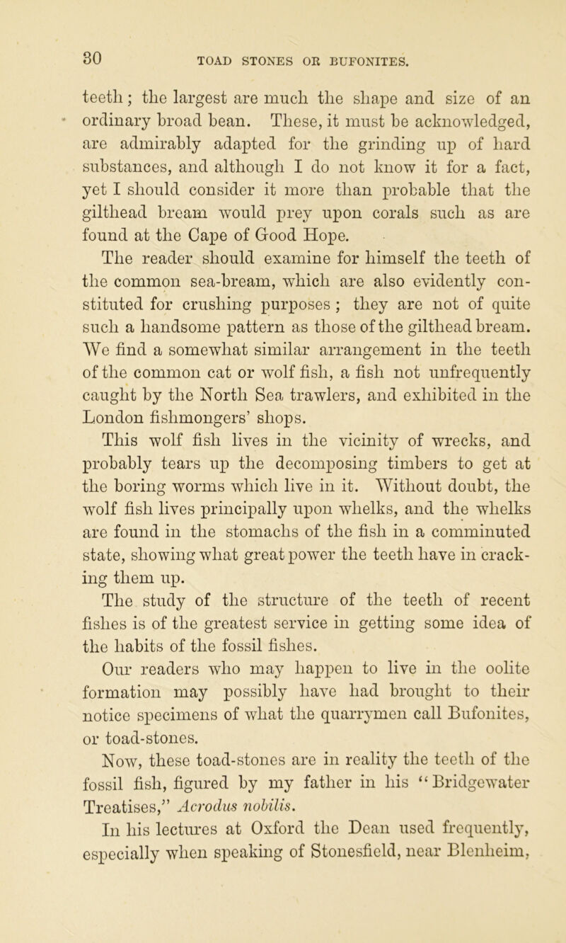 TOAD STONES OE BUFONITES. teeth; the largest are much the shape and size of an ordinary broad bean. These, it must he acknowledged, are admirably adapted for the grinding up of hard substances, and although I do not know it for a fact, yet I should consider it more than probable that the gilthead bream would prey upon corals such as are found at the Cape of Good Hope. The reader should examine for himself the teeth of the common sea-bream, which are also evidently con- stituted for crushing purposes ; they are not of quite such a handsome pattern as those of the gilthead bream. We find a somewhat similar arrangement in the teeth of the common cat or wolf fish, a fish not unfrequently caught by the North Sea trawlers, and exhibited in the London fishmongers’ shops. This wolf fish lives in the vicinity of wrecks, and probably tears up the decomposing timbers to get at the boring worms which live in it. Without doubt, the wolf fish lives principally upon whelks, and the whelks are found in the stomachs of the fish in a comminuted state, showing what great power the teeth have in crack- ing them up. The study of the structure of the teeth of recent fishes is of the greatest service in getting some idea of the habits of the fossil fishes. Our readers who may happen to live in the oolite formation may possibly have had brought to their notice specimens of what the quarrymen call Bufonites, or toad-stones. Now, these toad-stones are in reality the teeth of the fossil fish, figured by my father in his “Bridgewater Treatises,” Acrodiis 7whilis. In his lectures at Oxford the Dean used frequently, especially when speaking of Stonesfield, near Blenheim,