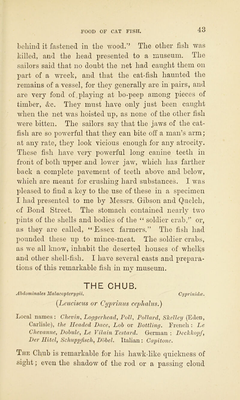 FOOD OF CAT FISH. boliind it fastened in the wood.” The other fish was hilled, and the head presented to a museum. The sailors said that no doubt the net had caught them on part of a wreck, and that the cat-fish haunted the remains of a vessel, for they generally are in pairs, and are very fond of playing at ho-peep among pieces of timber, &c. They must have only just been caught when the net was hoisted up, as none of the other fish were bitten. The sailors say that the jaws of the cat- fish are so powerful that they can bite off a man’s arm; at any rate, they look vicious enough for any atrocity. These fish have very powerful long canine teeth in front of both upper and lower jaw, which has farther back a complete pavement of teeth above and below, which are meant for crushing hard substances. I was pleased to find a key to the use of these in a specimen I had presented to me by Messrs. Gibson and Quelch, of Bond Street. The stomach contained nearly two pints of the shells and bodies of the “ soldier crab,’’ or, as thev are called, “Essex farmers.” The fish had pounded these up to mince-meat. The soldier crabs, as we all know, inhabit the deserted houses of whelks and other shell-fish. I have several casts and prepara- tions of this remarkable fish in mv museum. t/ THE CHUB. Abdominales Malacopterygii. Cyprinidce. [Leiicisciis or Cijj^rinus ceplialus.) Local names: Chevin, Loggerhead, Poll, Pollard, Shelley (Eden, Carlisle), the Headed Dace, Lob or Bottling. Erencli : Le Chevanne, Dohule, Le Vilaiii Testard. German : DechhopJ, Der Hitel, Sclmppjisch, Dohel. Italian: Capitone. The Chub is remarkable for his hawk dike quickness of sight; even the shadow of the rod or a passing cloud