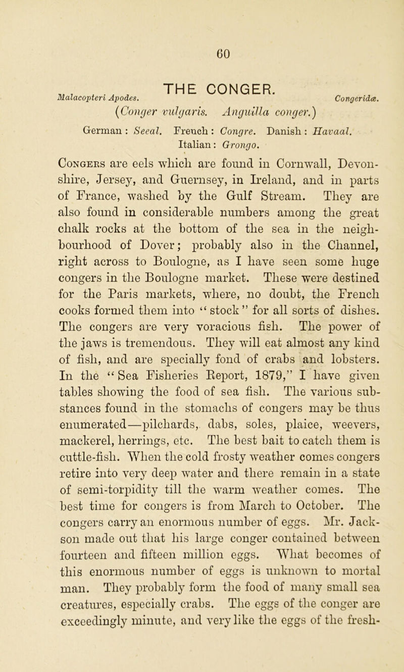 Malacopteri Apodes. THE CONGER. {Conge}' vulgaris. Anguilla conger.) Congerida. German : Seeal. French : Congre. Danish : Havaal. Italian: Grongo. < Congees are eels wliicli are found in Cornwall, Devon- shire, Jersey, and Guernsey, in Ireland, and in parts of France, washed by the Gulf Stream. They are also found in considerable numbers among the great chalk rocks at the bottom of the sea in the neigh- bourhood of Dover; probably also in the Channel, right across to Boulogne, as I have seen some huge congers in the Boulogne market. These were destined for the Paris markets, where, no doubt, the French cooks formed them into “ stock” for all sorts of dishes. The congers are very voracious fish. The power of the jaws is tremendous. They will eat almost any kind of fish, and are specially fond of crabs and lobsters. In the Sea Fisheries Eeport, 1879,” I have given tables showing the food of sea fish. The various sub- stances found in the stomachs of congers may be thus enumerated—pilchards, dabs, soles, plaice, weevers, mackerel, herrings, etc. The best bait to catch them is cuttle-fish. When the cold frosty weather comes congers retire into very deep water and there remain in a state of semi-torpidity till the warm weather comes. The best time for congers is from March to October. The congers carry an enormous number of eggs. Mr. Jack- son made out that his large conger contained between fourteen and fifteen million eggs. What becomes of this enormous number of eggs is unknown to mortal man. They probably form the food of many small sea creatures, especially crabs. The eggs of the conger are exceedingly minute, and very like the eggs of the fi*esh-