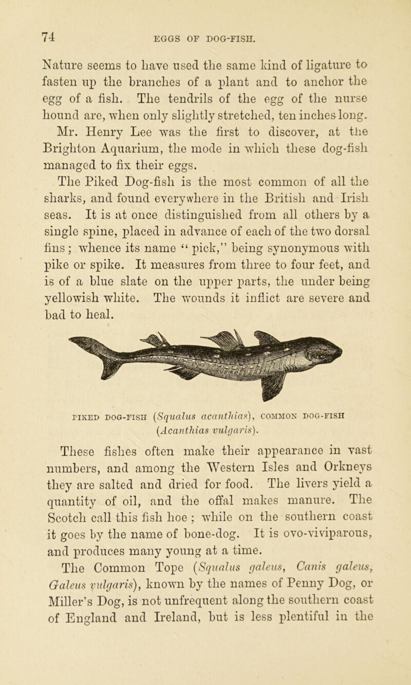 Nature seems to have used the same kind of ligature to fasten up the branches of a plant and to anchor the egg of a fish. The tendrils of the egg of the nurse hound are, when only slightly stretched, ten inches long. Mr. Henry Lee was the first to discover, at the Brighton Aquarium, the mode in which these dog-fish managed to fix their eggs. The Piked Dog-fish is the most common of all the sharks, and found everywhere in the British and Irish seas. It is at once distinguished from all others by a single spine, placed in advance of each of the two dorsal fins; whence its name “ pick,” being synonymous with pike or spike. It measures from three to four feet, and is of a blue slate on the uj^per parts, the under being yellowish white. The Vv^ounds it inflict are severe and bad to heal. riKED DOG-FISH [Squaliis nccinthiafi), common dog-fish {Acanthias vulgaris). These fishes often make their appearance in vast numbers, and among the Western Isles and Orkneys they are salted and dried for food. The livers yield a quantity of oil, and the offal makes manure. The Scotch call this fish hoe ; wdiile on the southern coast it goes by the name of bone-dog. It is ovo-viviparous, and produces many young at a time. The Common Tope [Squahis galeus, Canis galeusy Galeus vulgaris), known by the names of Penny Dog, or Miller’s Dog, is not unfrequent along the southern coast of England and Ireland, but is less plentiful in the