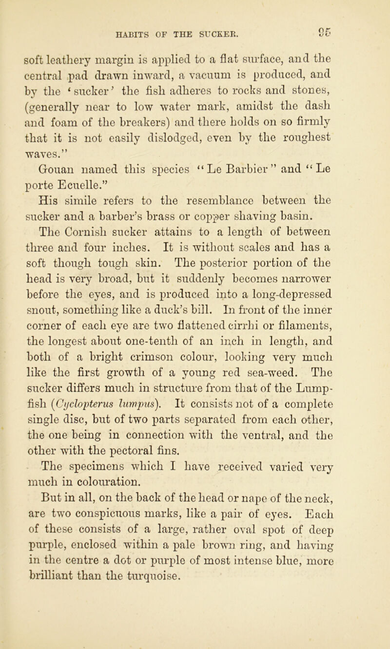 HABITS OF THE SUCKER, soft leathery margin is applied to a flat surface, and the central pad drawn inward, a vacuum is produced, and by the ‘sucker’ the fish adheres to rocks and stones, (generally near to low water mark, amidst the dash and foam of the breakers) and there holds on so firmly that it is not easily dislodged, even by the roughest waves.” Gouan named this species “ Le Barbier ” and “ Le porte Ecuelle.” His simile refers to the resemblance between the sucker and a barber’s brass or coj)per shaving basin. The Cornish sucker attains to a length of between three and four inches. It is without scales and has a soft though tough skin. The posterior portion of the head is very broad, but it suddenly becomes narrower before the eyes, and is produced into a long-depressed snout, something like a duck’s bill. In front of the inner corner of each eye are two flattened cirrhi or filaments, the longest about one-tenth of an inch in length, and both of a bright crimson colour, looking very much like the first growth of a young red sea-weed. The sucker differs much in structure from that of the Lump- fish [Cijclopterus lumpus). It consists not of a complete single disc, but of two parts separated from each other, the one being in connection with the ventral, and the other with the pectoral fins. The specimens which I have received varied very much in colouration. But in all, on the back of the head or nape of the neck, are two conspicuous marks, like a pair of eyes. Each of these consists of a large, rather oval spot of deep purple, enclosed within a pale brown ring, and having in the centre a dot or purple of most intense blue, more brilliant than the turquoise.