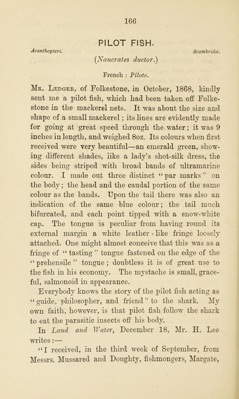 PILOT FISH. Acanthopteri. Scombridce, (Naucrates ductor.) French : Pilote. Mr. Ledger, of Folkestone, in October, 1868, kindly sent me a pilot fish, which had been taken off Folke- stone in the mackerel nets. It was about the size and shape of a small mackerel; its lines are evidently made for going at great speed through the^water; it was 9 inches in length, and weighed 8oz. Its colours when first received were very beautiful—an emerald green, show- ing different shades, like a lady’s shot-silk dress, the sides being striped with broad bands of ultramarine colour. I made out three distinct “par marks” on the body; the head and the caudal portion of the same colour as the bands. Upon the tail there was also an indication of the same blue colour; the tail much bifurcated, and each point tipped with a snow-white cap. The tongue is peculiar from having round its external margin a white leather - like fringe loosely attached. One might almost conceive that this was as a fi-inge of “ tasting ” tongue fastened on the edge of the “prehensile” tongue; doubtless it is of great use to the fish in his economy. The mystache is small, grace- ful, salmonoid in appearance. Everybody knows the story of the pilot fish acting as “guide, philosopher, and friend” to the shark. My own faith, however, is that pilot fish follow the shark to eat the parasitic insects off his body. In Land and Water, December 18, Mr. H. Lee writes:— “I received, in the third week of September, from Messrs. Mussared and Doughty, fishmongers, Margate,