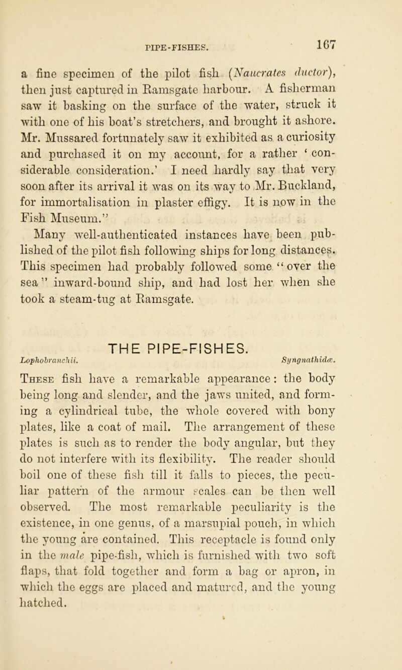 PIPE-FISHES. a fine specimen of the pilot fish (Naiicrates ductor), then just captured in Eamsgate harbour. A fisherman saw it basking on the surface of the water, struck it with one of his boat’s stretchers, and brought it ashore. Mr. Mussared fortunately saw it exhibited as a curiosity and purchased it on my account, for a rather ‘ con- siderable consideration.’ I need hardly say that very soon after its arrival it was on its way to ,Mr. Buckland, for immortalisation in plaster effigy. It is now in the Fish Museum.” Many well-authenticated instances have been pub- lished of the pilot fish following ships for long distances. This specimen had probably followed some “over the sea ” inward-bound sliip, and had lost her when she took a steam-tug at Eamsgate. THE PIPE-FISHES. Lophohranchii. Syngnathidcc. These fish have a remarkable appearance: the hod}^ being long and slender, and the jaws united, and form- ing a cylindrical tube, the whole covered with bony Xilates, like a coat of mail. The arrangement of these plates is such as to render the body angular, but they do not interfere with its flexibilitv. The reader should boil one of these fish till it falls to pieces, the pecu- liar pattern of the armour scales can be then well observed. The most remarkable peculiarity is the existence, in one genus, of a marsupial pouch, in which the young are contained. This receptacle is found only in the male pipe-fish, which is furnished with two soft flaps, that fold together and form a bag or apron, in which the eggs are placed and matured, and the young hatched.