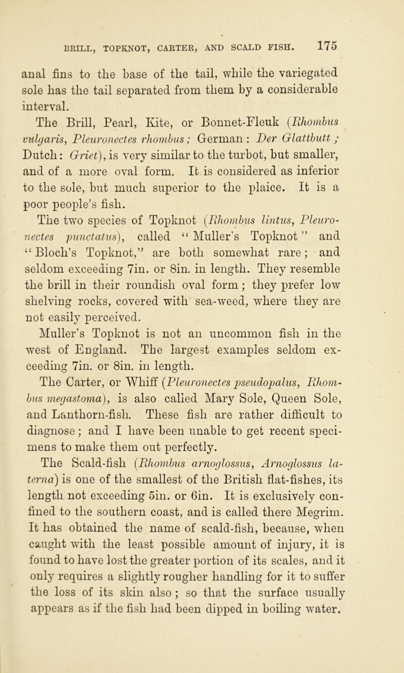 anal fins to the base of the tail, while the variegated sole has the tail separated from them by a considerable interval. The Brill, Pearl, Kite, or Bonnet-Fleuk (Rhombus vulgaris, Pleuronectes rhombus; German : Der Glattbutt ; Dutch: Griet), is very similar to the tiuhot, but smaller, and of a more oval form. It is considered as inferior to the sole, hut much superior to the plaice. It is a poor people’s fish. The two species of Topknot [Rhombus Untus, Pleuro- nectes punctatus), called ‘‘ Muller’s Topknot ” and “Bloch’s Topknot,” are both somewhat rare; and seldom exceeding Tin. or Sin. in length. They resemble the brill in their roundish oval form; they prefer low shelving rocks, covered with sea-weed, where they are not easily perceived. Muller’s Topknot is not an uncommon fish in the west of England. The largest examples seldom ex- ceeding Tin. or Sin. in length. The Carter, or Whiff [Pleuronectes pseudopalus, Rhom- bus megastoma), is also called Mary Sole, Queen Sole, and Lanthorn-fish. These fish are rather difficult to diagnose; and I have been unable to get recent speci- mens to make them out perfectly. The Scald-fish (Rhombus arnoglossus, Arnoglossus la- terna) is one of the smallest of the British flat-fishes, its length not exceeding 5in. or Gin. It is exclusively con- fined to the southern coast, and is called there Megrim. It has obtained the name of scald-fish, because, when caught with the least possible amount of injury, it is found to have lost the greater portion of its scales, and it only requires a slightly rougher handling for it to suffer the loss of its skin also ; so that the surface usually appears as if the fish had been dipped in boiling water.