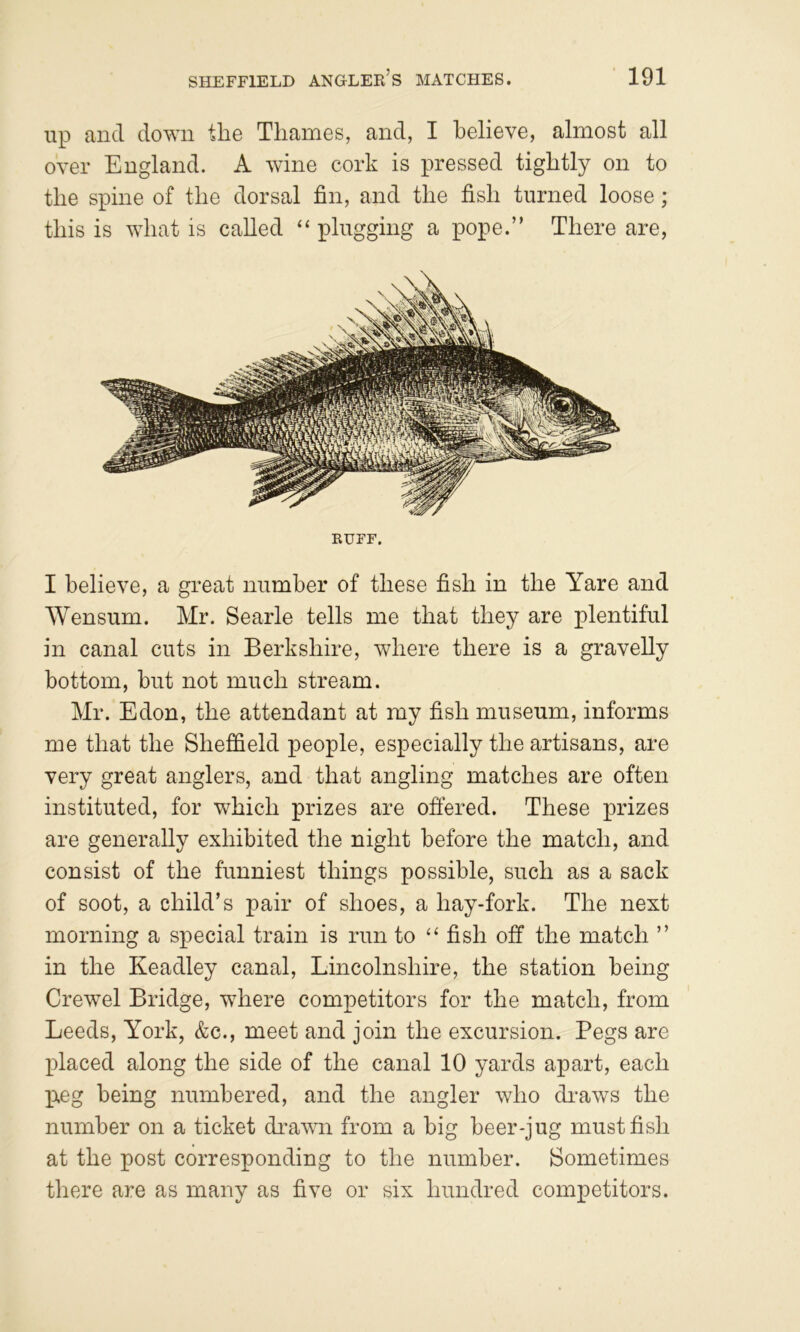 up and down the Thames, and, I believe, almost all over England. A wine cork is pressed tightly on to the spine of the dorsal fin, and the fish turned loose; this is what is called “ plugging a pope.” There are, RUFF. I believe, a great number of these fish in the Yare and Wensum. Mr. Searle tells me that they are plentiful in canal cuts in Berkshire, where there is a gravelly bottom, but not much stream. Mr. Edon, the attendant at my fish museum, informs me that the Sheffield people, especially the artisans, are very great anglers, and that angling matches are often instituted, for which prizes are offered. These prizes are generally exhibited the night before the match, and consist of the funniest things possible, such as a sack of soot, a child’s pair of shoes, a hay-fork. The next morning a special train is run to fish off the match ” in the Keadley canal, Lincolnshire, the station being Crewel Bridge, where competitors for the match, from Leeds, York, &c., meet and join the excursion. Pegs are placed along the side of the canal 10 yards apart, each ixeg being numbered, and the angler who di'aws the number on a ticket di'awn from a big beer-jug must fish at the post corresponding to the number. Sometimes there are as many as five or six hundred competitors.