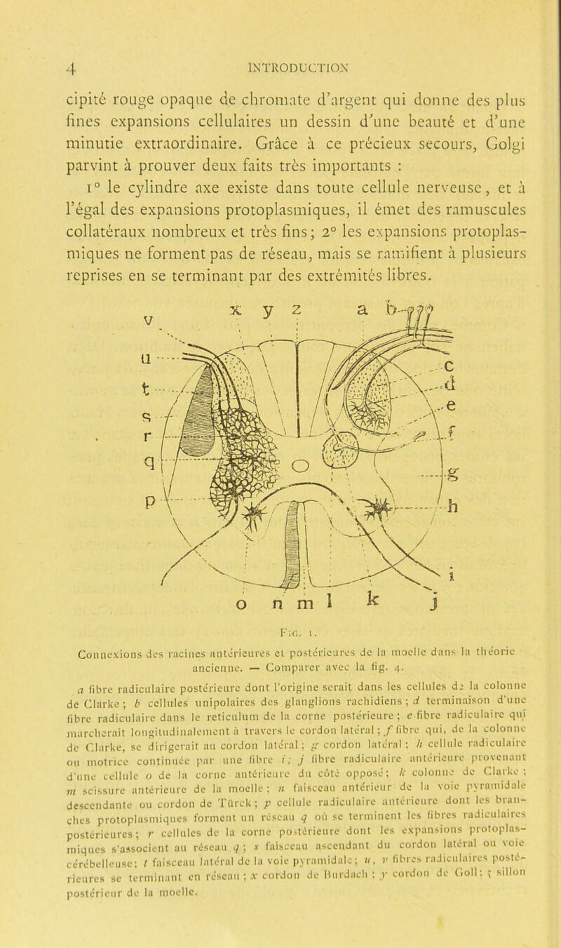 cipité rouge opaque de chromate d’argent qui donne des plus fines expansions cellulaires un dessin d'unc beauté et d’une minutic extraordinaire. Gráce a ce précieux secours, Golgi parvint á prouver deux faits trés importants : 1° le C3dindre axe existe dans tome cellule nerveuse, et a l’égal des expansions protoplasmiques, il éniet des ramuscules collatéraux nombreux et trés fins; 2° les expansions protoplas- miques ne formentpas de réseau, mais se ramifient á plusieurs reprises en se terminant par des extrémités libres. I. Connexions des raciiics aiUericiires el postérieuros de la moellc dans la tliéorie ancieiiiie. — Comparer avee la (ig. 4. a fibre radiciilairc postérleiire dont Torigiiie seralt dans les cellules de la colonne det'larke; i> celhtles unipolaires des glanglions rachidiens ; rf terminaison d’une libre radiculaire dans le retlculum de la come postérleure; e fibre radicnlairc qui marcliorait longiludiiialenient á Iravcrs le cordon lateral;/fibre qui, de la colonne de Clarkc, se dirigerait au cordon lateral; g-cordon lateral; // cellule radiculaire ou inotrice continníe par une fibre t; j libre radiculaire anterieure provenant d’iine cellule o de la come antérieure du cól¿ opposé: ); colonne de Clarke ; m scissure antérieure de la moelle; n faisccau anlérieur de la voie pyramidale descendante ou cordon de Türck ; p cellule radiculaire antérieure dont les bran- ches protoplasmiques forment un réseau q oú se terminent les libres radiculaires postérieuros; r cellules de la come postérleure dont les expansions protoplas- miques s'associent au réseau q ■, s faisceau ascendant du cordon lateral ou vote cérébelleuse: / faisccau Intéral de la voie pyramidale; u, i' libres radiculaires posté- rieures se terminant en réseau ; .v cordon de Hurdacli ; ,v cordon de (loll: ; sillón poslérieur de la moellc.