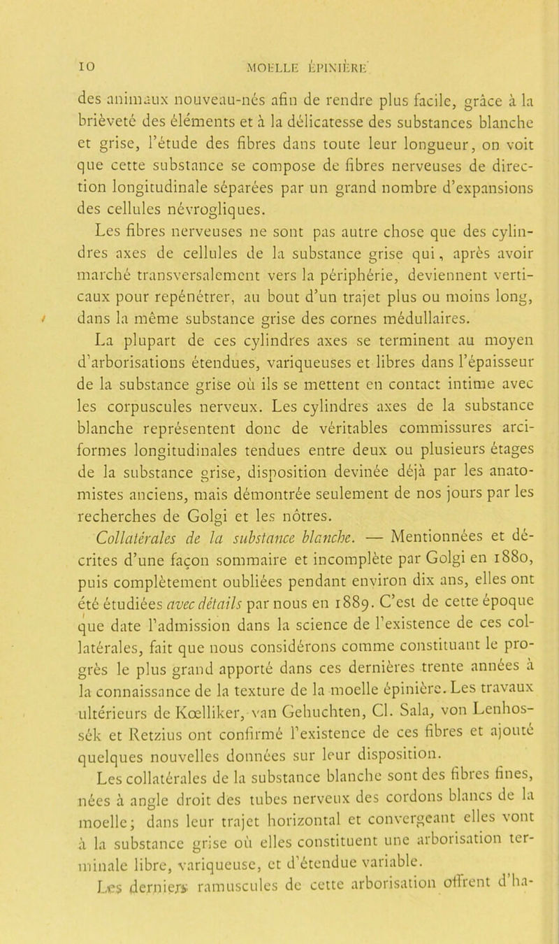 des animaux nouveau-nés afin de rendre plus facile, gráce á la briévetc des éléments et á la délicatesse des substances blanche et grise, l’étude des fibres dans toute leur longueur, on volt que cette substance se compose de fibres nerveuses de direc- tion longitudinale séparées par un grand nombre d’expansions des cellules névrogliques. Les fibres nerveuses ne sont pas autre chose que des cylin- dres axes de cellules de la substance grise qui, aprés avoir marché transversalement vers la périphérie, deviennent verti- caux pour repénétrer, au bout d’un trajet plus ou moins long, dans la méme substance grise des comes médullaires. La plupart de ces cylindres axes se terminent au moyen d’arborisations étendues, variqueuses et libres dans l’épaisseur de la substance grise oü ils se mettent en contact intime avec les corpuscules nerveux. Les cylindres axes de la substance blanche représentent done de véritables commissures arci- formes longitudinales tendues entre deux ou plusieurs étages de la substance grise, disposition devinée déja par les anato- mistes anciens, mais démontrée seulement de nos jours par les recherches de Golgi et les nótres. Collatérales de la substance blanche. — Mentionnées et dé- crites d’une facón somraaire et incompléte par Golgi en 1880, puis complétement oubliées pendant environ dix ans, elles ont été étudiées aveedétails par nous en 1889. C’esi de cette époque que date Padinission dans la Science de l’existence de ces col- latérales, fait que nous considérons comme constituant le pro- gres le plus grand apporté dans ces derniéres trente années á la connaissance de la texture de la moelle épiniérc. Les travaux ultérieurs de Koelliker, van Gehuchten, Cl. Sala, von Lenhos- sék et Retzius ont confirmé Texistence de ces fibres et ajoute quelques nouvelles données sur leur disposition. Les collatérales de la substance blanche sont des fibies fines, nées á angle droit des tubes nerveux des cordons blancs de la moelle; dans leur trajet horizontal et convergeant elles vont á la substance gnse oii elles constituent une aiboiisation ter- mínale libre, variqueuse, et d’étendue variable. Les derniers ramuscules de cette arborisation ofhent d ha-