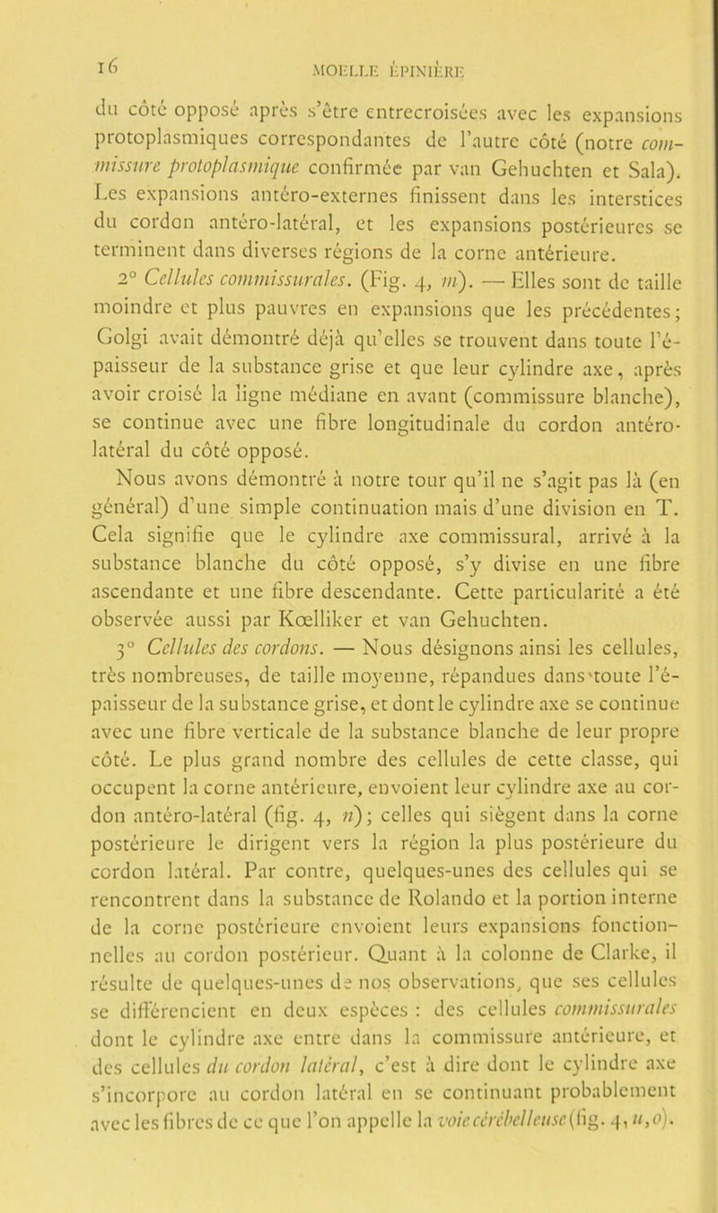 du cote opposé aprés s’étre entrecroisées avec les expansions protoplasmiques corrcspondantes de Tautre cóté (notre com- missiire protoplasmique confirméc par van Gehuchten et Sala), Les expansions antéro-externes finissent dans les interstices dn cordon antéro-latéral, et les expansions postérieiires se terminent dans diverses régions de la come antérieure. 2° Cellules commissurales. (Fig. 4, m). — Files sont de taille moindre et plus pauvres en expansions que les precedentes; Golgi avait démontré déjii qu’elles se trouvent dans toute Té- paisseur de la substance grise et que leur cylindre axe, aprés avoir croisé la ligue médiane en avant (commissure blanche), se continué avec une fibre longitudinale du cordon antéro- latéral du cóté opposé. Nous avons démontré a notre tour qu’il ne s’agit pas la (en général) d’une simple continuation mais d’une división en T. Cela signifie que le cylindre axe commissural, arrivé á la substance blanche du cóté opposé, s’y divise en une fibre ascendante et une fibre descendante. Cette particularité a été observée aussi par Koelliker et van Gehuchten. 3° Cellules des cordons. — Nous désignons ainsi les cellules, trés nombreuses, de taille moyenne, répandues dans'toute l’é- paisseur de la substance grise, et dontle cylindre axe se continué avec une fibre verticale de la substance blanche de leur propre cóté. Le plus grand nombre des cellules de cette classe, qui oceupent la come antérieure, envoient leur cylindre axe au cor- don antéro-latéral (fig. 4, «); celles qui siégent dans la come postérieure le dirigent vers la région la plus postérieure du cordon latéral. Par contre, quelques-unes des cellules qui se rencontrent dans la substance de Rolando et la portion interne de la come postérieure envoient leurs expansions fonction- nelles au cordon postérieur. Q.uant a la colonne de Clarke, il résulte de quelques-unes de nos observations, que ses cellules se differencient en deux espéces : des cellules commissurales dont le cylindre axe entre dans la commissure antérieure, et des cellules du cordon latéral, c’est á dire dont le cylindre axe s’incorpore au cordon latéral en se continuant probablement avec les fibres de ce que Ton appelle la voieccrchclletise(l\g. 4, u,o).