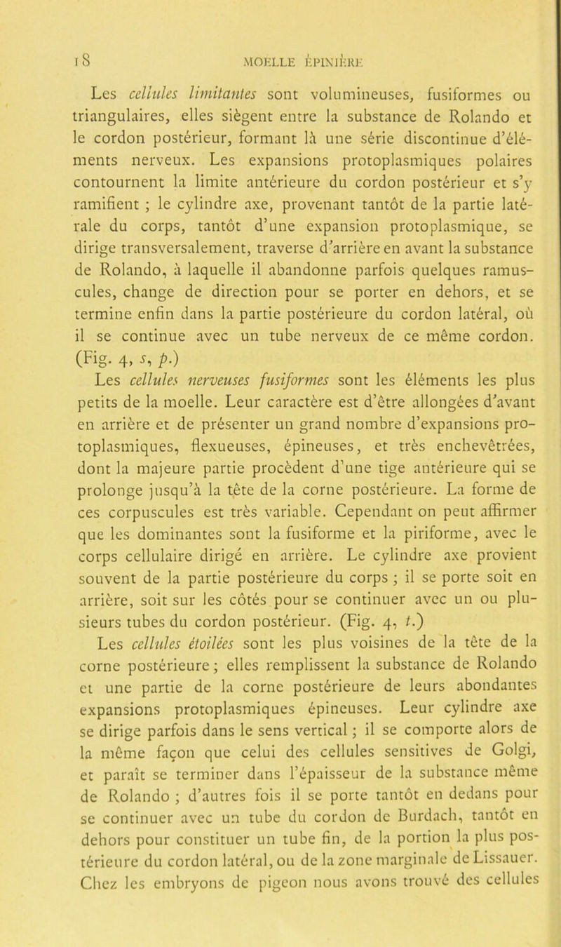 Les celltiles limilanies sont voliimineuses, fusiformes ou iriangulaires, elles siégent entre la substance de Rolando et le cordon postérieur, formant la une série discontinué d’élé- ments nerveux. Les expansions protoplasmiques polaires contournent la limite antérieure du cordon postérieur et s’y ramifient ; le cylindre axe, provenant tantót de la partie laté- rale du corps, tantót d’une expansión protoplasmique, se dirige transversalement, traverse d'arriéreen avant la substance de Rolando, a laquelle il abandonne parfois quelques ramus- cules, change de direction pour se porter en dehors, et se termine enfin dans la partie postérieure du cordon latéral, oíi il se continué avec un tube nerveux de ce méme cordon. (Fig. 4, 5, p.) Les cellules nerveuses fusiformes sont les éléments les plus petits de la moelle. Leur caractére est d’étre allongées d'avant en arriére et de présenter un grand nombre d’expansions pro- toplasmiques, flexueuses, épineuses, et trés enchevétrées, dont la majeure partie procédent d’une tige antérieure qui se prolonge jnsqu’á la tete de la come postérieure. La forme de ces corpuscules est trés variable. Cependant on peut aífirmer que les dominantes sont la fusiforme et la piriforme, avec le corps cellulaire dirigé en arriére. Le cylindre axe provient souvent de la partie postérieure du corps; il se porte soit en arriére, soit sur les cótés pour se continuer avec un ou plu- sieurs tubes du cordon postérieur. (Fig. 4, í.) Les cellules étoilées sont les plus voisines de la téte de la come postérieure; elles reinplissent la substance de Rolando et une partie de la come postérieure de leurs ahondantes expansions protoplasmiques épineuses. Leur cylindre axe se dirige parfois dans le sens vertical; il se comporte alors de la méme facón que celui des cellules sensitives de Golgi, et parait se terminer dans l’épaisseur de la substance méme de Rolando ; d’autres fois il se porte tantót en dedans pour se continuer avec un tube du cordon de Burdach, tantót en dehors pour constituer un tube fin, de la portion la plus pos- térieure du cordon latéral, ou de la zone margínale de Lissauer. Chez les embryons de pigcon nous avons trouvé des cellules