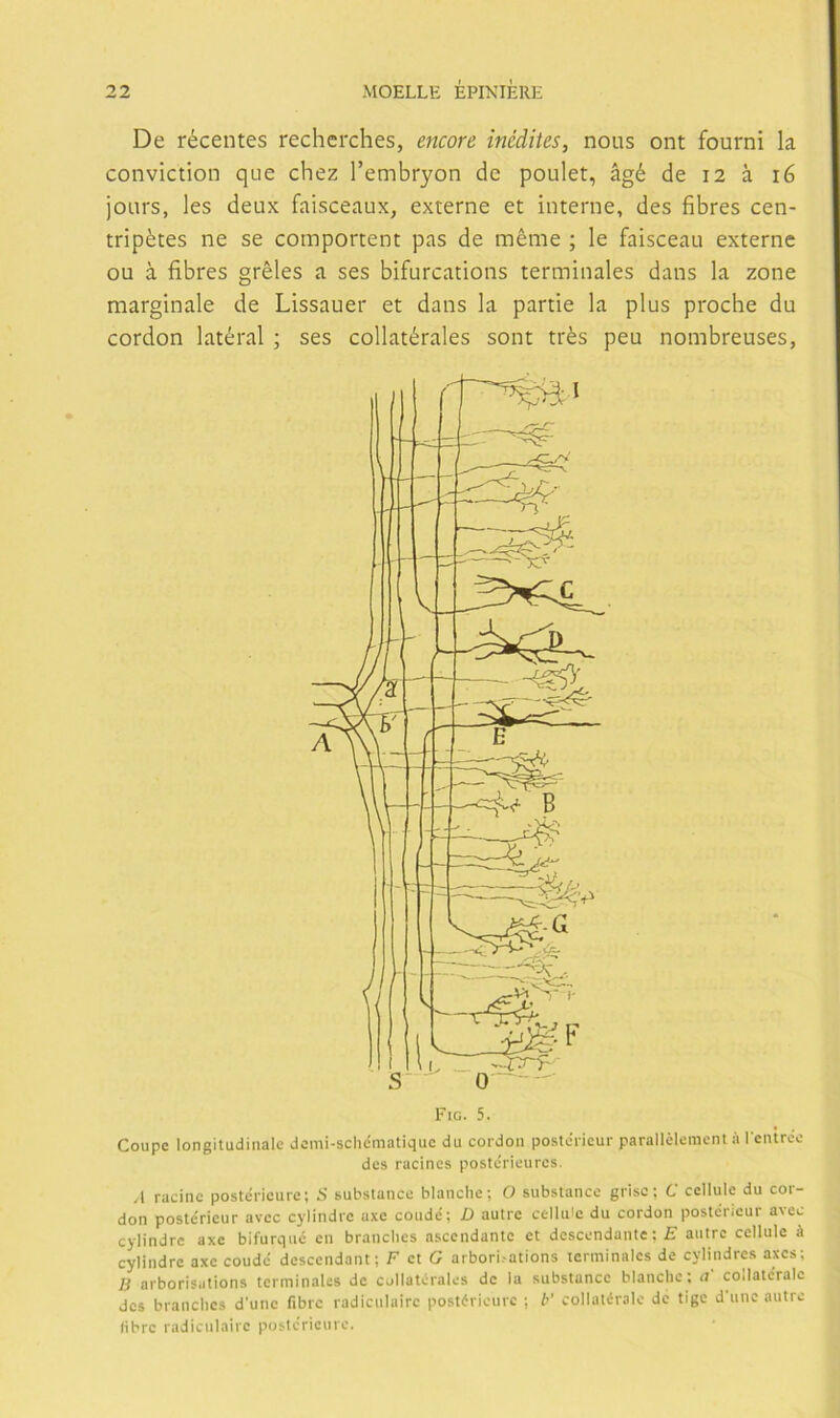 De récenles recherches, encore inédites, nous ont fourni la coiiviction que chez l’embryon de poulet, ágé de 12 á 16 joLirs, les deux faisceaux, externe et interne, des fibres cen- tripétes ne se comportent pas de méme ; le faisceau externe ou á fibres gréles a ses bifurcations terminales dans la zone margínale de Lissauer et dans la partie la plus proche du cordon latéral ; ses collatérales sont trés peu nombreuses, Coupc longitudinale domi-sclicmatiquc du cordoii postcricur parallélemcnt ál cntroe des racines postc'rieurcs. ,1 raciiic postcricurc; S substance blaiiclie; O substance grisc; C ccllule du coi- don postéricur avcc cylindic axe coudé; D autre celluie du cordon postérieur avec cylindrc axe bifurque en branclics ascendante et dcscendante; £ autre ccllule á cylindre axe coude descendant; F ci G arbori.-ations lerminales de cylindrcs axes; B arborisations terminales de collatiírales de la substance blanclie; u coilatc'ralc des branclics d'unc fibrc radiculairc postírieurc ; F collalíralc de tigc d'unc autre libre radiculairc postcriciire.