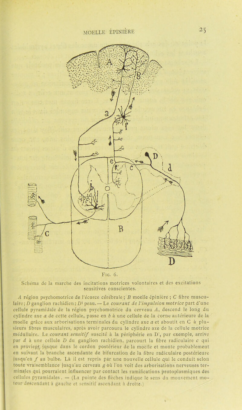 Schéma de la marche des incitations motrices volontaires et des excitatioiis sensitives conscientes. A re'gion psychomotrice de l’écorce ce'rébrale; B moelle ¿piniére ; C fibre muscu- lairc; D ganglion rachidien : pean. — Le courant de ¡impulsión motricc part d'une cellule pyramidale de )a región psychomotrice du cerveau A, descend le long du cylindrc axe a de cette cellule, passe en 6 á une cellule de la come aiitérieure de la moelle gráce aux arborisations terminales du cylindrc axe a et aboutit en C á plu- sieurs fibres musculaires, aprés avoir parcouru le cylindrc axe de la cellule motricc médullaire. Le courant sensitif suscitd ú la périphe'rie en D', par cxcmple, arrive par d á une cellule D du ganglion rachidien. parcourt la fibre radieiilairc c qni en proviepjj jiisque dans le cordon posterieur de la moelle et monte probablemcnt en suivaiit la branche ascendante de biíurcation de la fibre radiculaire postéricure ¡usqu'cn f au bulbe. Lk il est repris par une nouvelle cellule qui le conduit sclon toute vraisemblance jusqu'au cerveau g oü l'on voit des arborisations nerveuses ter- minales qui pourraient influencer par contact les ramifications protoplasmiqucs des cellules pyramidaics . — (La pointe des fleches indique le sens du mouvcmcnt mo- teur dcscendant á gauche et sensitif ascendant á droite.)