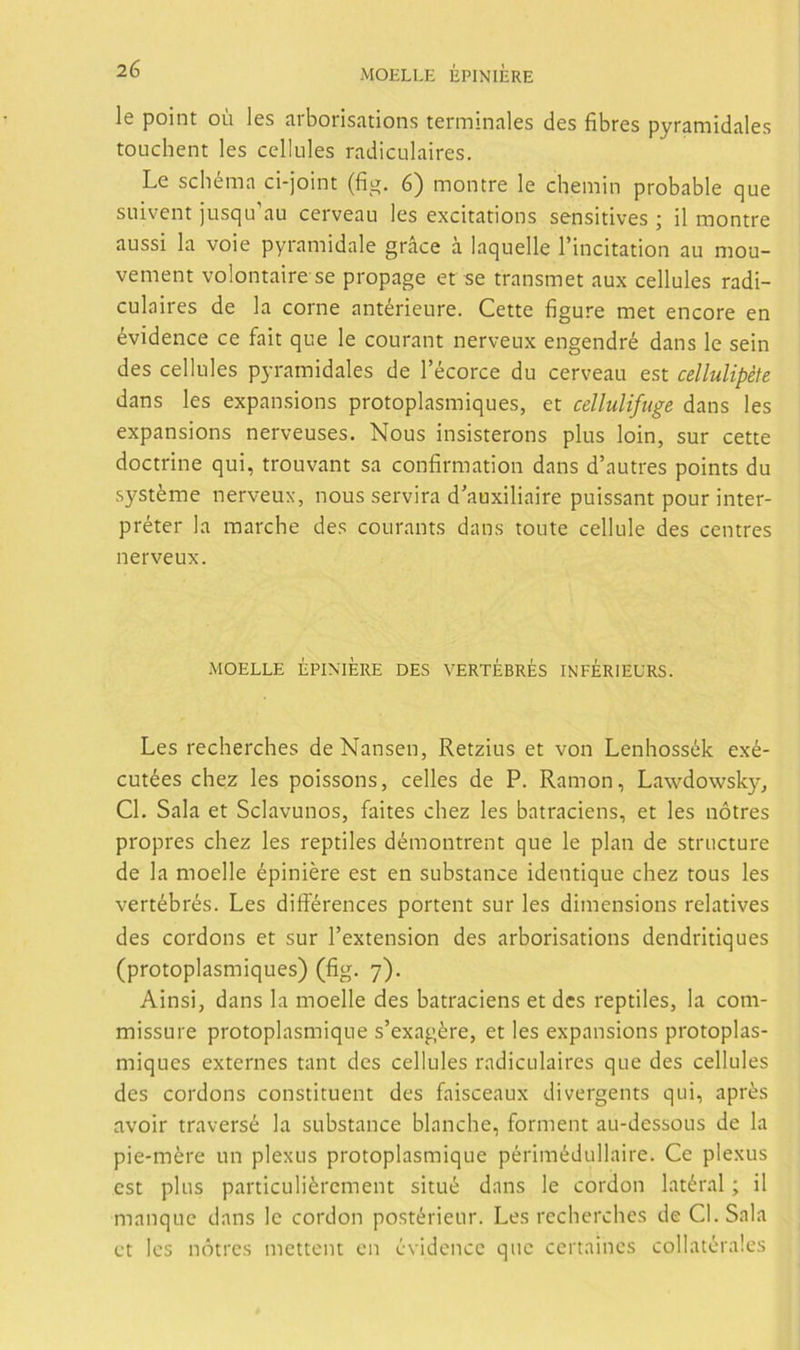 le point oíi les arborisations terminales des fibres pyramidales touchent les cellules radiculaires. Le scbema ci-joint (fíg. 6) montre le chemin probable que suivent jusqu’au cerveau les excitations sensitives ; il montre aussi la voie pyramidale gráce a laquelle Tincitation au mou- vement volontaire se propage et se transmet aux cellules radi- culaires de la come antérieure. Cette figure met encore en évidence ce fait que le courant nerveux engendré dans le sein des cellules pyramidales de Técorce du cerveau est cellulipéfe dans les expansions protoplasmiques, et cellulifiige dans les expansiona nerveuses. Nous insisterons plus loin, sur cette doctrine qui, trouvant sa confirmation dans d’autres points du systéme nerveux, nous servirá d'auxiliaire puissant pour inter- préter la marche des courants dans toute cellule des centres nerveux. MOELLE ¿FINIERE DES VERT¿BR¿S INF¿RIEURS. Les recherches deNansen, Retzius et von Lenhossék exé- cutées chez les poissons, celles de P. Ramón, Lawdowsky, Cl. Sala et Sclavunos, faites chez les batraciens, et les nótres propres chez les reptiles démontrent que le plan de structure de la moelle épiniére est en substance identique chez tous les vertébrés. Les différences portent sur les dimensions relatives des cordons et sur l’extension des arborisations dendritiques (protoplasmiques) (fig. 7). Ainsi, dans la moelle des batraciens et des reptiles, la com- missure protoplasmique s’exagére, et les expansions protoplas- miques externes tant des cellules radiculaires que des cellules des cordons constituent des faisceaux divergents qui, aprés avoir traversé la substance blanche, forment au-dessous de la pie-mére un plexus protoplasmique périmédullaire. Ce plexus est plus particuliércment situé dans le cordon latéral; il manque dans le cordon postérieur. Les recherches de Cl.Sala et los nótres mettent en évidence que certaines collatérales