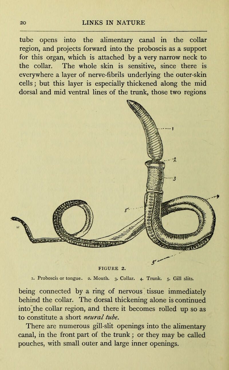 tube opens into the alimentary canal in the collar region, and projects forward into the proboscis as a support for this organ, which is attached by a very narrow neck to the collar. The whole skin is sensitive, since there is everywhere a layer of nerve-fibrils underlying the outer-skin cells; but this layer is especially thickened along the mid dorsal and mid ventral lines of the trunk, those two regions FIGURE 2. i. Proboscis or tongue. 2. Mouth. 3. Collar. 4. Trunk. 5. Gill slits. being connected by a ring of nervous tissue immediately behind the collar. The dorsal thickening alone is continued into’the collar region, and there it becomes rolled up so as to constitute a short neural tube. There are numerous gill-slit openings into the alimentary canal, in the front part of the trunk; or they may be called pouches, with small outer and large inner openings.