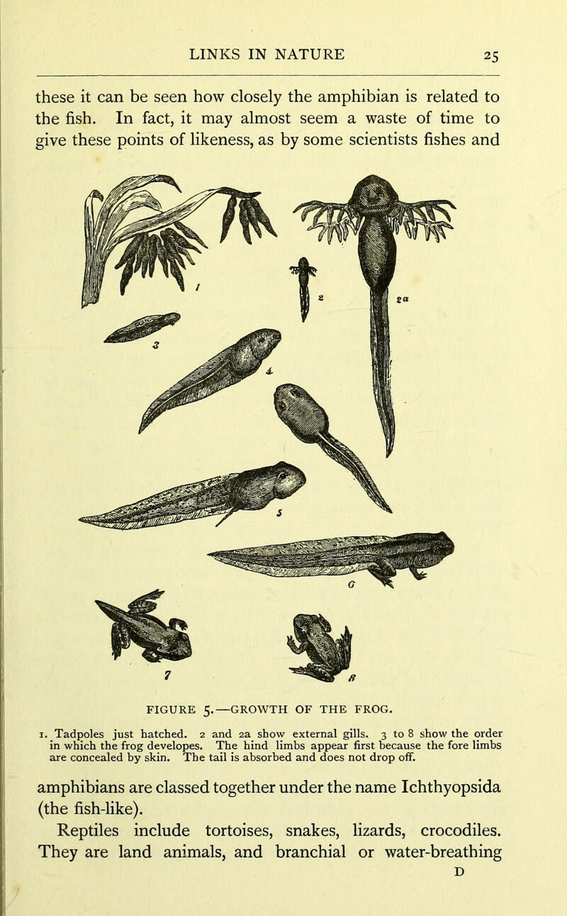 these it can be seen how closely the amphibian is related to the fish. In fact, it may almost seem a waste of time to give these points of likeness, as by some scientists fishes and FIGURE 5.—GROWTH OF THE FROG. i. Tadpoles just hatched. 2 and 2a show external gills. 3 to 8 show the order in which the frog developes. The hind limbs appear first because the fore limbs are concealed by skin. The tail is absorbed and does not drop off. amphibians are classed together under the name Ichthyopsida (the fish-like). Reptiles include tortoises, snakes, lizards, crocodiles. They are land animals, and branchial or water-breathing D