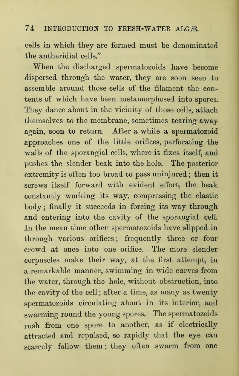 cells in which they are formed must he denominated the antheridial cells.” When the discharged spermatozoids have become dispersed through the water, they are soon seen to assemble around those cells of the filament the con- tents of which have been metamorphosed into spores. They dance about in the vicinity of those cells, attach themselves to the membrane, sometimes tearing away again, soon to return. After a while a spermatozoid approaches one of the little orifices, perforating the walls of the sporangial cells, where it fixes itself, and pushes the slender beak into the hole. The posterior extremity is often too broad to pass uninjured; then it screws itself forward with evident effort, the beak constantly working its way, compressing the elastic body; finally it succeeds in forcing its way through and entering into the cavity of the sporangial cell. In the mean time other spermatozoids have slipped in through various orifices; frequently three or four crowd at once into one orifice. The more slender corpuscles make their way, at the first attempt, in a remarkable manner, swimming in wide curves from the water, through the hole, without obstruction, into the cavity of the cell; after a time, as many as twenty spermatozoids circulating about in its interior, and swarming round the young spores. The spermatozoids rush from one spore to another, as if electrically attracted and repulsed, so rapidly that the eye can scarcely follow them; they often swarm from one