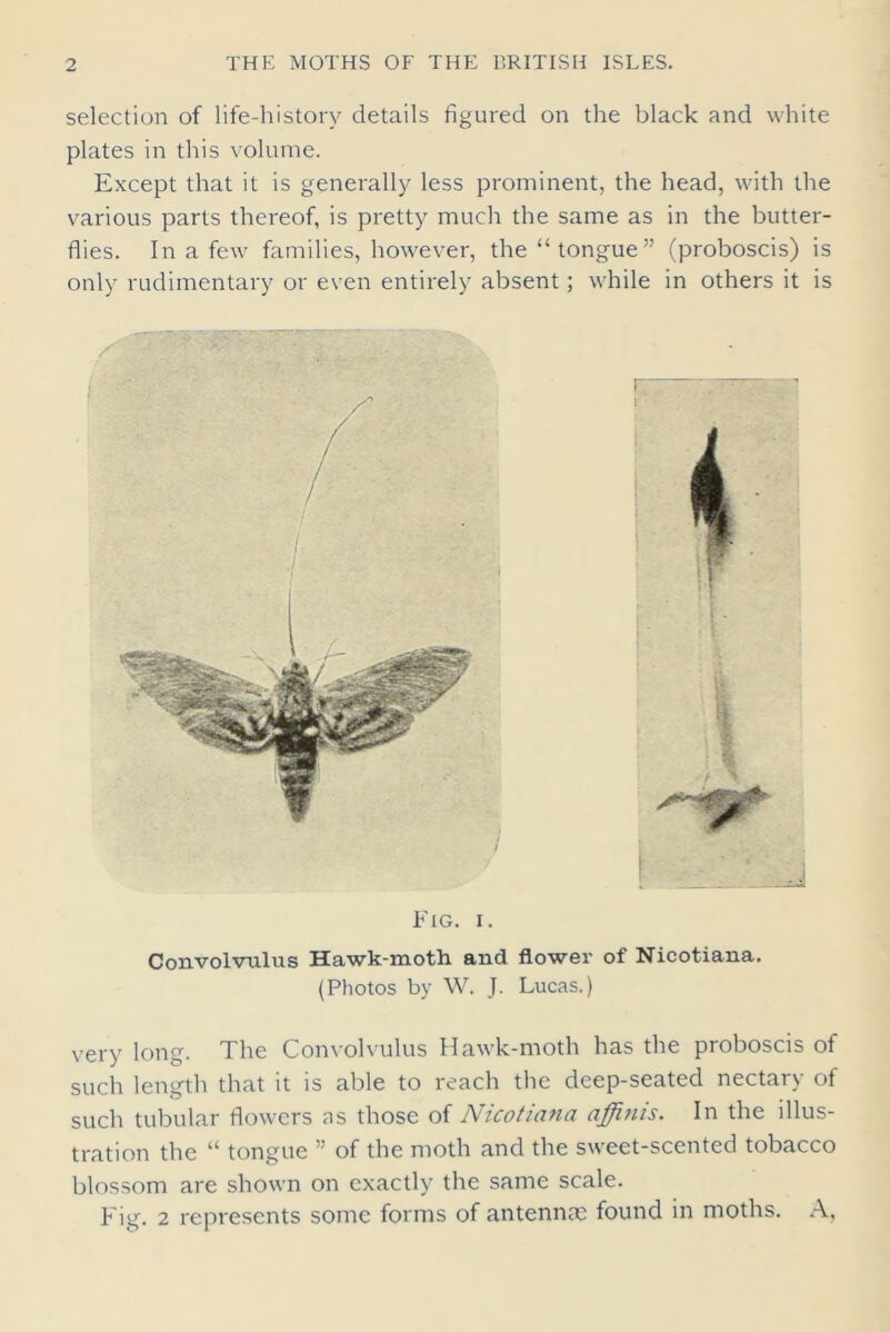 selection of life-history details figured on the black and white plates in this volume. Except that it is generally less prominent, the head, with the various parts thereof, is pretty much the same as in the butter- flies. In a few families, however, the “tongue” (proboscis) is only rudimentary or even entirely absent; while in others it is Fig. i. Convolvulus Hawk-moth and flower of Nicotiana. (Photos by W. J. Lucas.) very long. The Convolvulus Hawk-moth has the proboscis of such length that it is able to reach the deep-seated nectary of such tubular flowers as those of Nicotiana affinis. In the illus- tration the “ tongue ” of the moth and the sweet-scented tobacco blossom are shown on exactly the same scale. Fig. 2 represents some forms of antennae found in moths. A,