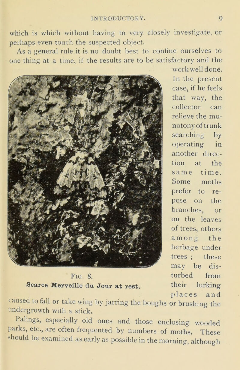 which is which without having to very closely investigate, or perhaps even touch the suspected object. As a general rule it is no doubt best to confine ourselves to one thing at a time, if the results are to be satisfactory and the work well done. In the present case, if he feels that way, the collector can relieve the mo- notony of trunk searching by operating in another direc- tion at the same time. Some moths prefer to re- pose on the branches, or on the leaves of trees, others among the herbage under trees ; these may be dis- turbed from their lurking places and caused to fall or take wing by jarring the boughs or brushing the undergrowth with a stick. Palings, especially old ones and those enclosing wooded parks, etc., are often frequented by numbers of moths. These should be examined as early as possible in the morning, although Fig. 8. Scarce Merveille du Jour at rest.