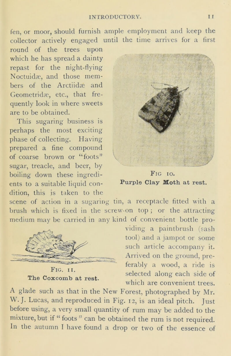 fen, or moor, should furnish ample employment and keep the collector actively engaged until the time arrives for a first round of the trees upon which he has spread a dainty repast for the night-flying Noctuidae, and those mem- bers of the Arctiidae and Geometridae, etc., that fre- quently look in where sweets are to be obtained. This sugaring business is perhaps the most exciting phase of collecting. Having prepared a fine compound of coarse brown or “foots” sugar, treacle, and beer, by boiling down these ingredi- ents to a suitable liquid con- dition, this is taken to the scene of action in a sugaring tin, a receptacle fitted with a brush which is fixed in the screw-on top ; or the attracting medium may be carried in any kind of convenient bottle pro- viding a paintbrush (sash tool) and a jampot or some such article accompany it. Arrived on the ground, pre- ferably a wood, a ride is selected along each side of which are convenient trees. A glade such as that in the New Forest, photographed by Mr. W.J. Lucas, and reproduced in Fig. 12, is an ideal pitch. Just before using, a very small quantity of rum may be added to the mixture, but if “ foots can be obtained the rum is not required. In the autumn I have found a drop or two of the essence of Fig 10. Purple Clay Moth at rest. Fig. 11. The Coxcomb at rest-