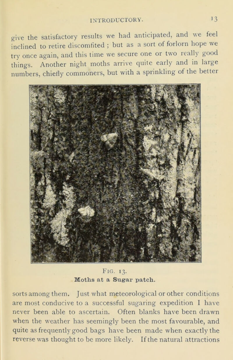give the satisfactory results we had anticipated, and we teel inclined to retire discomfited ; but as a sort of forlorn hope we try once again, and this time we secure one 01 twTo leally good things. Another night moths arrive quite early and in large numbers, chiefly commoners, but with a sprinkling of the bettei Fig. 13. Moths at a Sugar patch. sorts among them. Just what meteorological or other conditions are most conducive to a successful sugaring expedition I have never been able to ascertain. Often blanks have been drawn when the weather has seemingly been the most favourable, and quite as frequently good bags have been made when exactly the reverse was thought to be more likely. If the natural attractions
