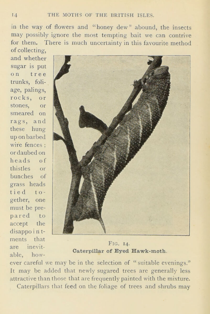 in the way of flowers ancl “honey dew” abound, the insects may possibly ignore the most tempting bait we can contrive for them. There is much uncertainty in this favourite method of collecting, and whether sugar is put on tree trunks, foli- age, palings, rocks, or stones, or smeared on rags, and these hung up on barbed wire fences ; or daubed on heads of thistles or bunches of grass heads tied to- gether, one must be pre- pa red to accept the disappo i n t- ments that are inevit- able, how- ever careful we may be in the selection of “suitable evenings.” It may be added that newly sugared trees are generally less attractive than those that are frequently painted with the mixture. Caterpillars that feed on the foliage of trees and shrubs may Fig. 14. Caterpillar of Eyed. Hawk-moth.