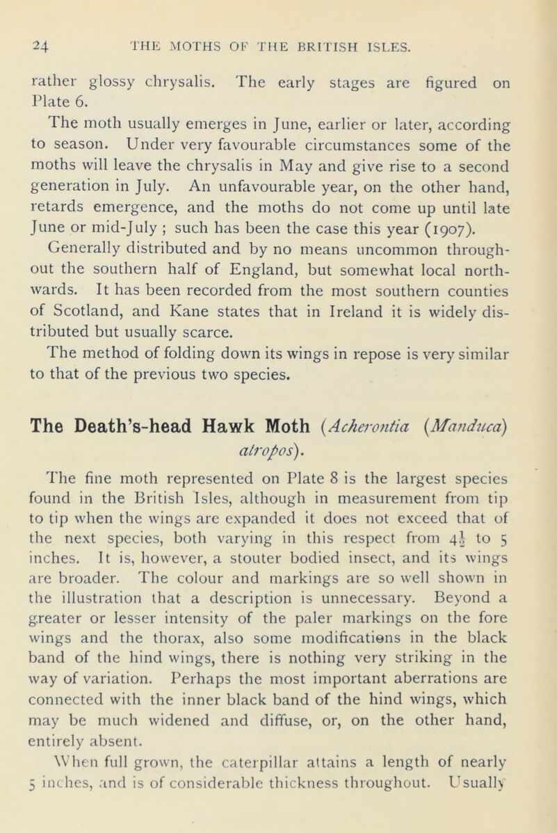 rather glossy chrysalis. The early stages are figured on Plate 6. The moth usually emerges in June, earlier or later, according to season. Under very favourable circumstances some of the moths will leave the chrysalis in May and give rise to a second generation in July. An unfavourable year, on the other hand, retards emergence, and the moths do not come up until late June or mid-July ; such has been the case this year (1907). Generally distributed and by no means uncommon through- out the southern half of England, but somewhat local north- wards. It has been recorded from the most southern counties of Scotland, and Kane states that in Ireland it is widely dis- tributed but usually scarce. The method of folding down its wings in repose is very similar to that of the previous two species. The Death’s-head Hawk Moth (Acherontia (Manduca) atropos). The fine moth represented on Plate 8 is the largest species found in the British Isles, although in measurement from tip to tip when the wings are expanded it does not exceed that of the next species, both varying in this respect from to 5 inches. It is, however, a stouter bodied insect, and its wings are broader. The colour and markings are so well shown in the illustration that a description is unnecessary. Beyond a greater or lesser intensity of the paler markings on the fore wings and the thorax, also some modifications in the black band of the hind wings, there is nothing very striking in the way of variation. Perhaps the most important aberrations are connected with the inner black band of the hind wings, which may be much widened and diffuse, or, on the other hand, entirely absent. When full grown, the caterpillar attains a length of nearly 5 inches, and is of considerable thickness throughout. Usually