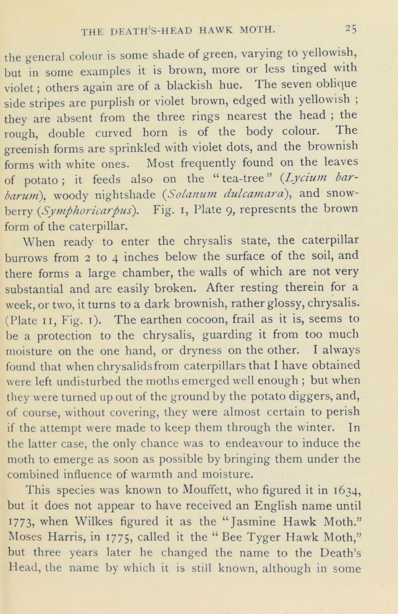 the general colour is some shade of green, varying to yellowish, but in some examples it is brown, more 01 less tinged with violet; others again are of a blackish hue, The seven oblique side stripes are purplish or violet brown, edged with yellowish , they are absent from the three rings nearest the head ; the rough, double curved horn is of the body colour. The greenish forms are sprinkled with violet dots, and the brownish forms with white ones. Most frequently found on the leaves of potato; it feeds also on the “ tea-tree ” (Lycium bar- barian), woody nightshade (Solatium dulcamara), and snow- berry (Symphoricarpus). Fig. 1, Plate 9, represents the brown form of the caterpillar. When ready to enter the chrysalis state, the caterpillar burrows from 2 to 4 inches below the surface of the soil, and there forms a large chamber, the walls of which are not very substantial and are easily broken. After resting therein for a week, or two, it turns to a dark brownish, rather glossy, chrysalis. (Plate 11, Fig. 1). The earthen cocoon, frail as it is, seems to be a protection to the chrysalis, guarding it from too much moisture on the one hand, or dryness on the other. I always found that when chrysalids from caterpillars that I have obtained were left undisturbed the moths emerged well enough ; but when they were turned up out of the ground by the potato diggers, and, of course, without covering, they were almost certain to perish if the attempt were made to keep them through the winter. In the latter case, the only chance was to endeavour to induce the moth to emerge as soon as possible by bringing them under the combined influence of warmth and moisture. This species was known to Mouffett, who figured it in 1634, but it does not appear to have received an English name until 1773, when Wilkes figured it as the “Jasmine Hawk Moth.” Moses Harris, in 1775, called it the “Bee Tyger Hawk Moth,” but three years later he changed the name to the Death’s Head, the name by which it is still known, although in some